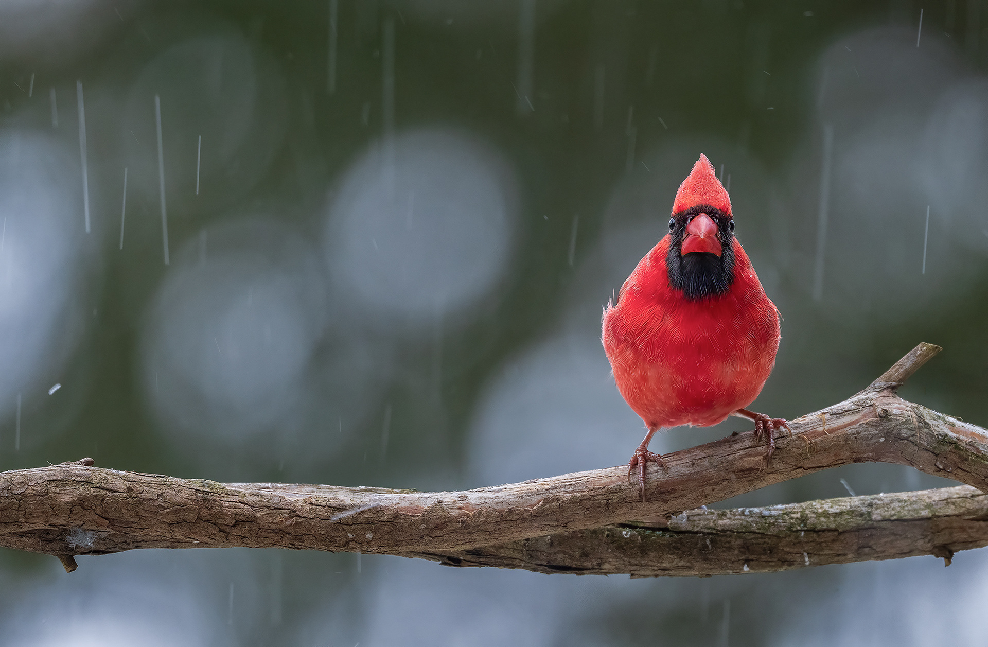 Northern Cardinal (Male) - Burlington