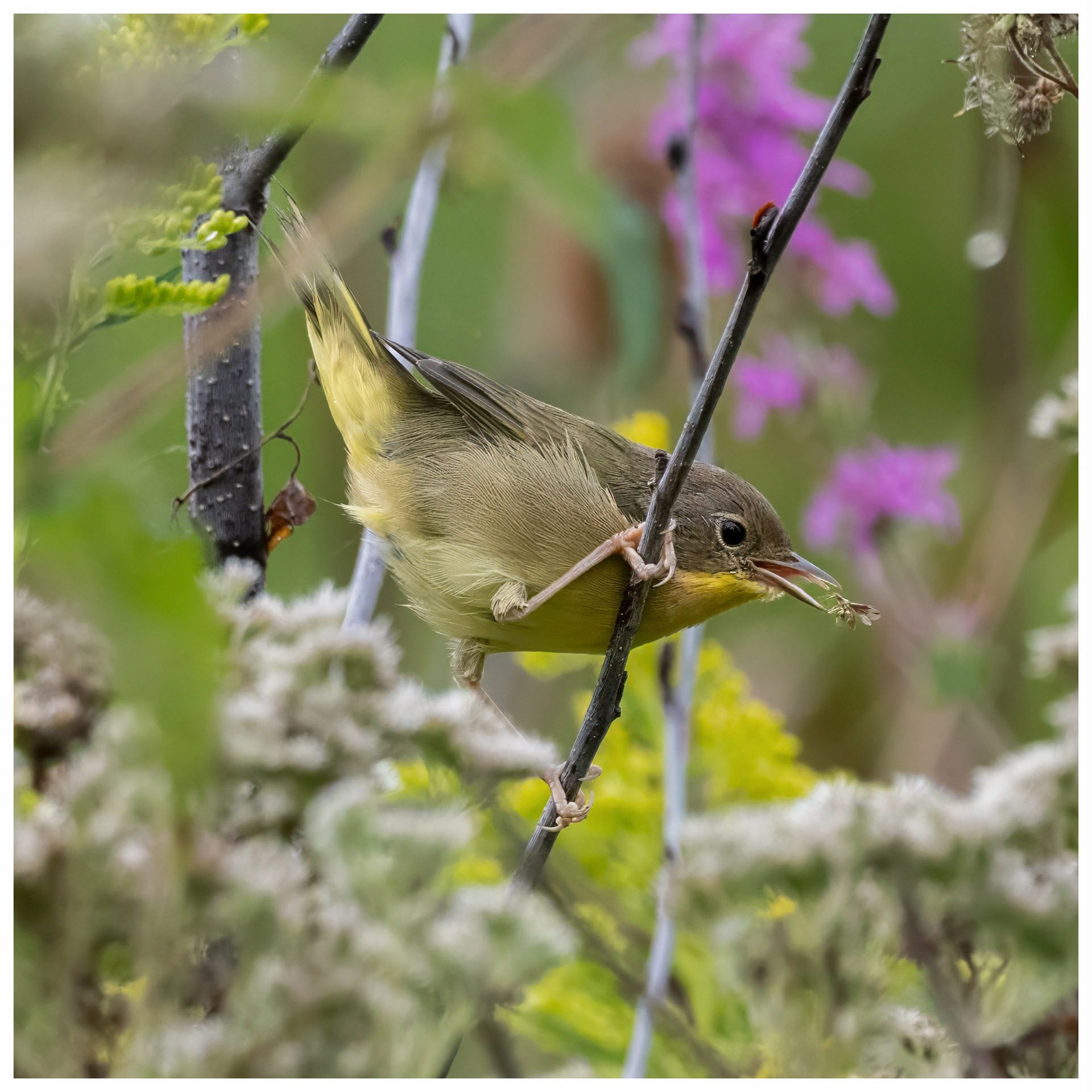 Yellow Warbler (juvenile) - RBG