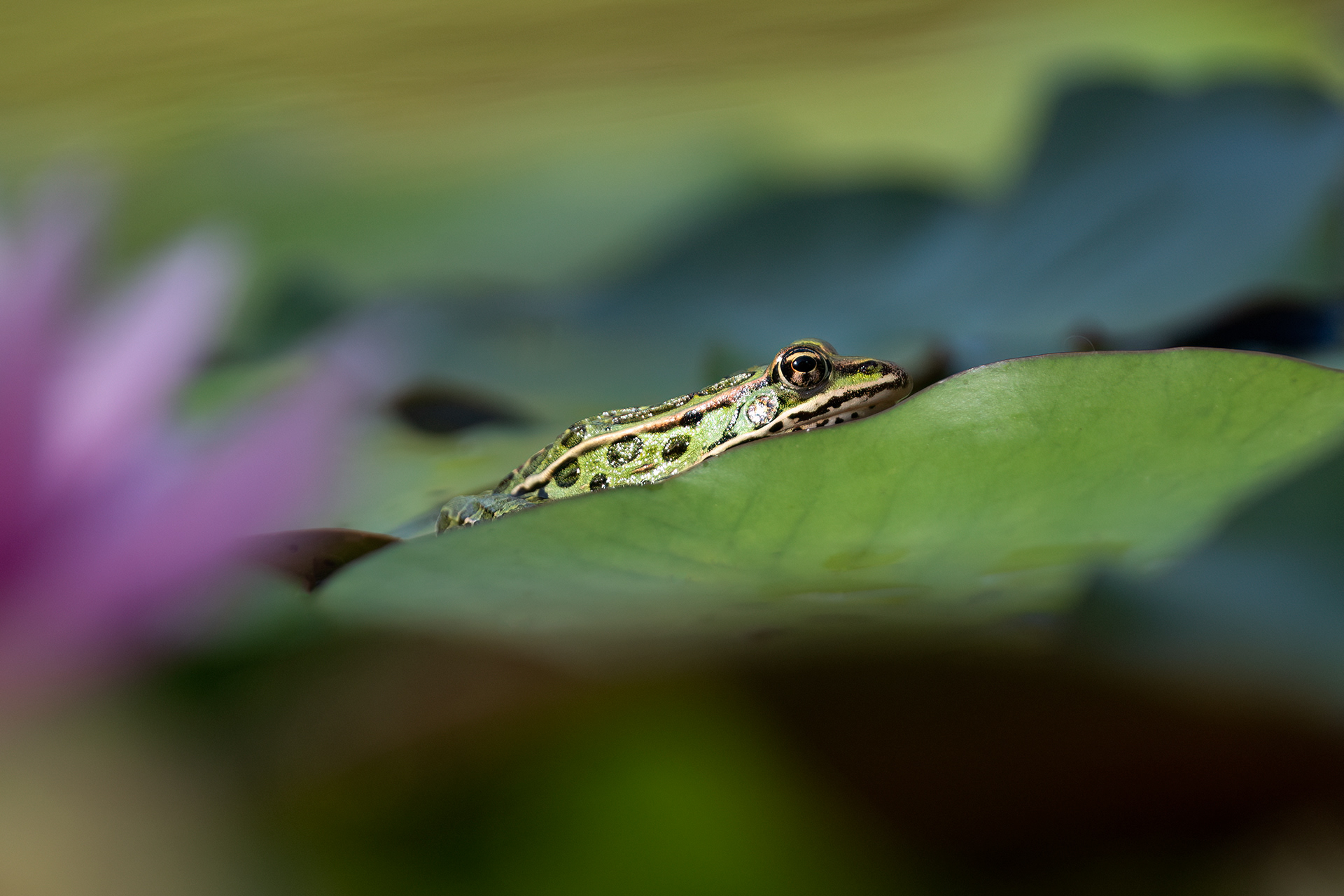 Northern Leopard Frog - RBG