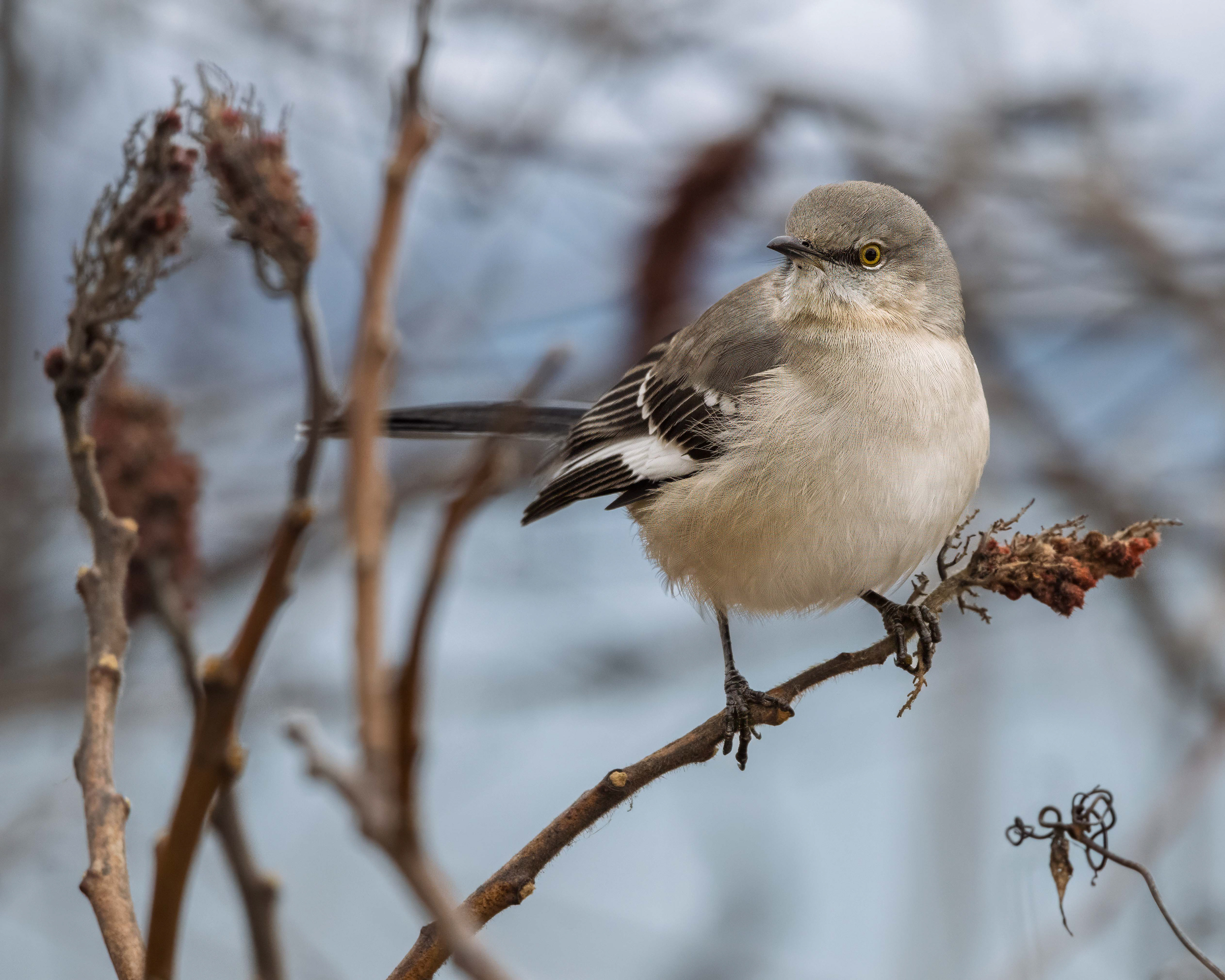 Northern Mocking Bird - Burlington