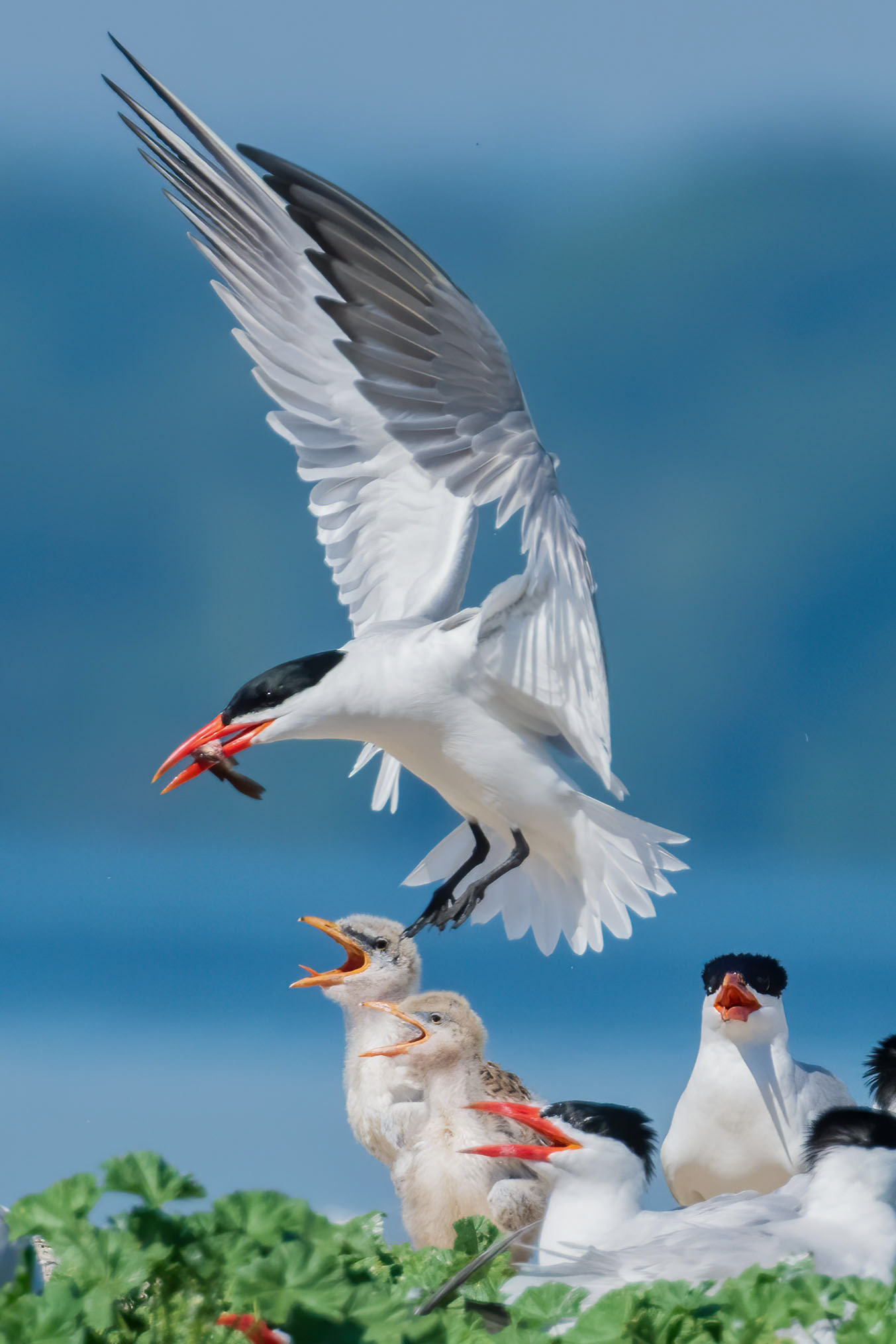 Caspian Tern - Burlington