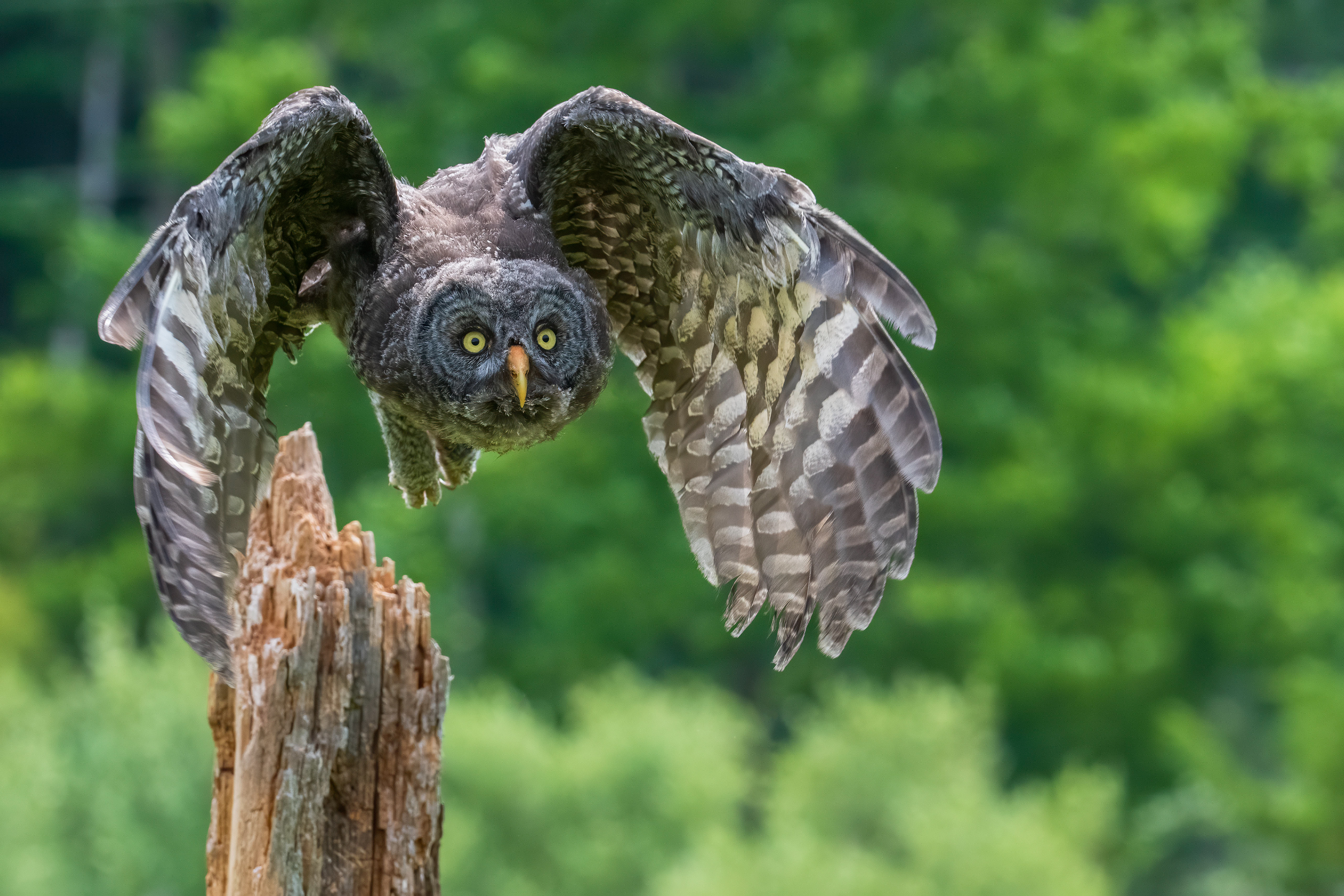 Great Grey Owl - Vittoria