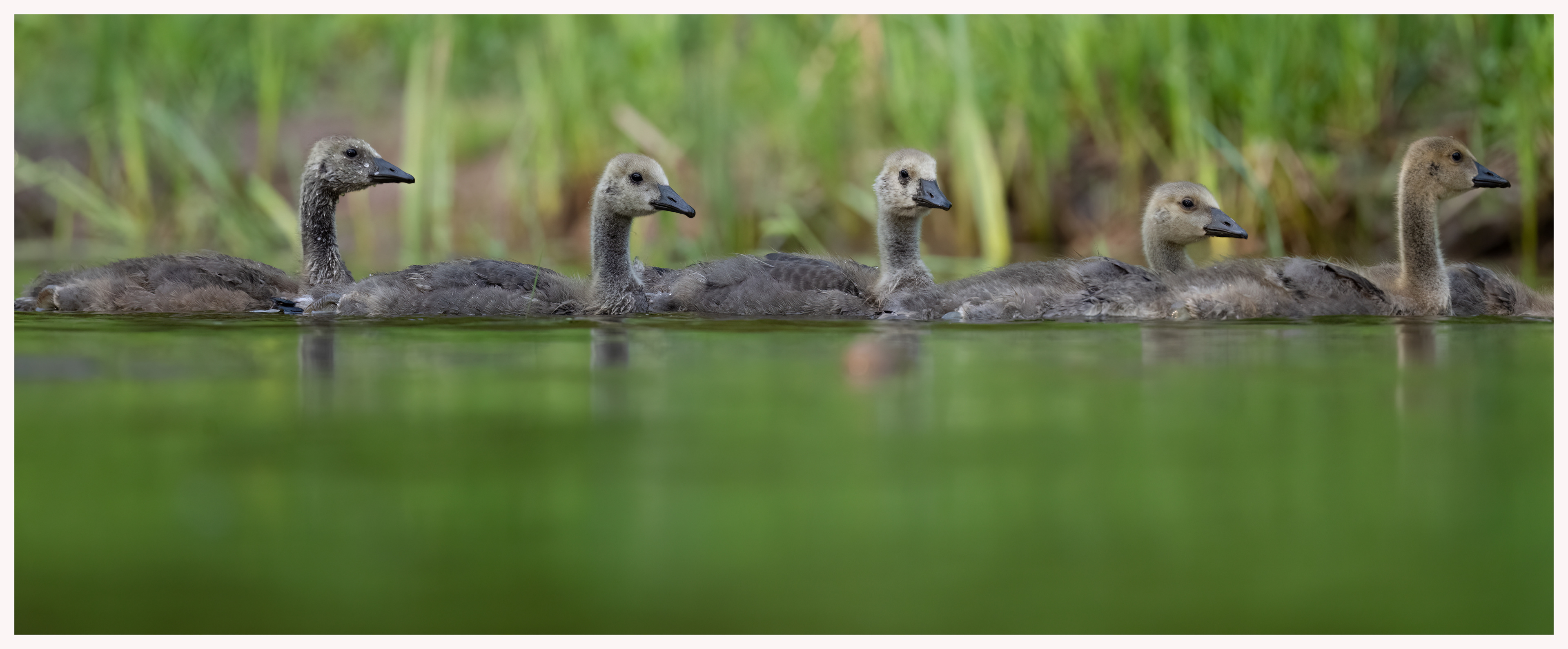 Canada Goose goslings - Oakville