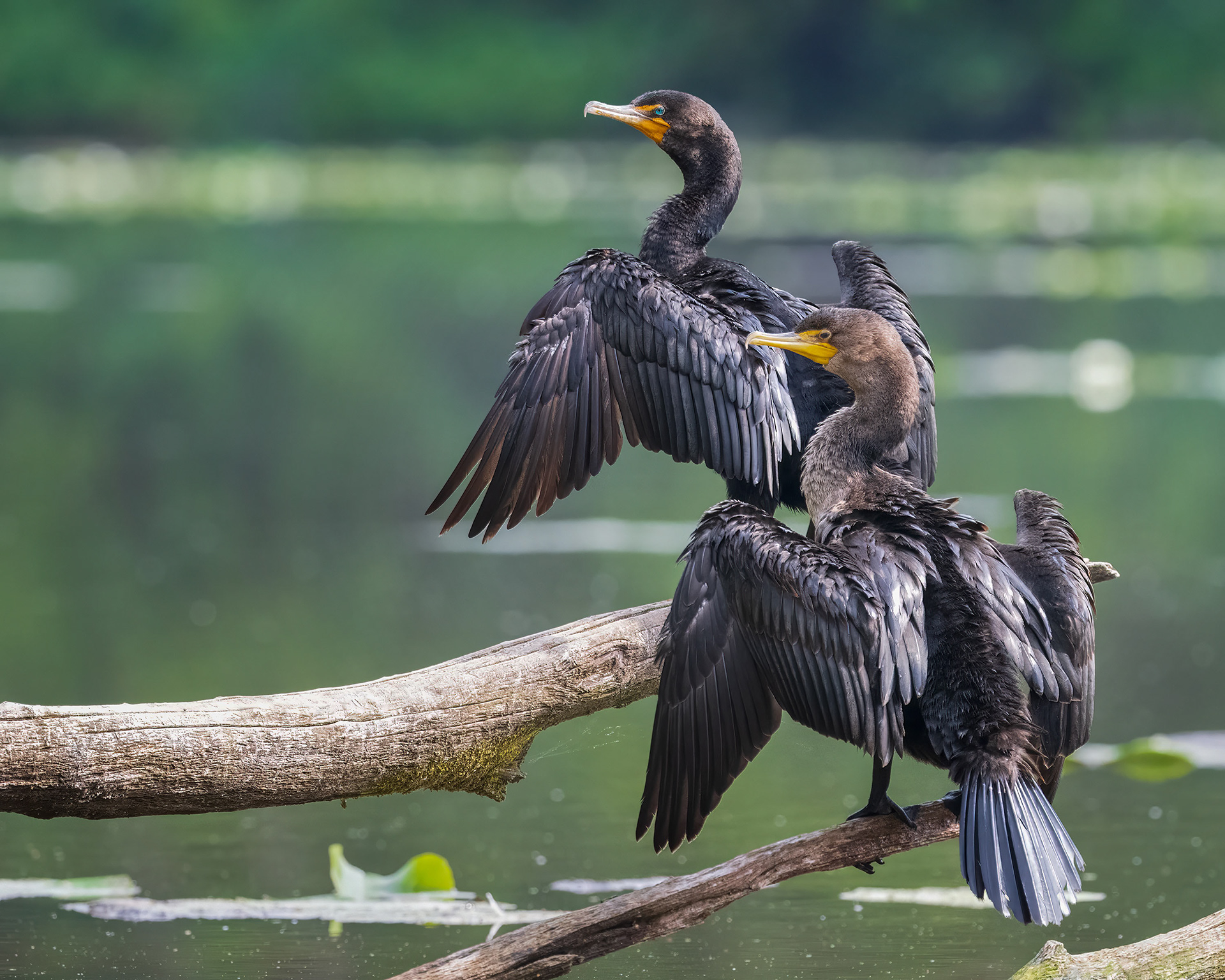 Double-crested Cormorants - RBG