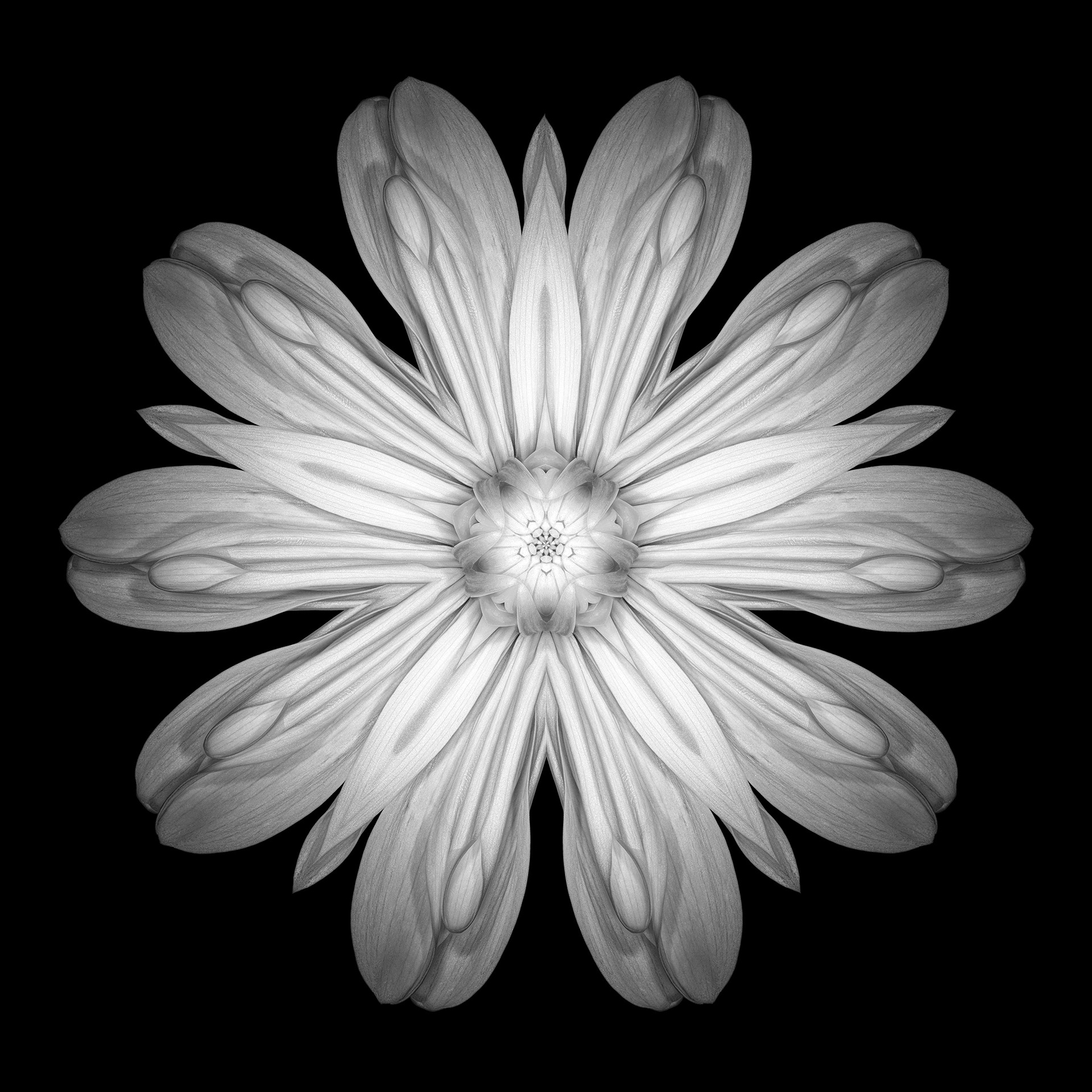 Polar Flowers - Test #11