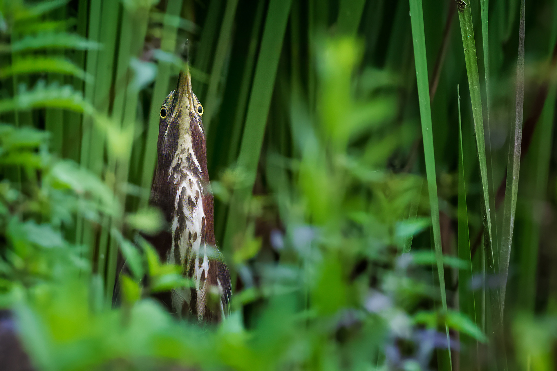 Green Heron - RBG