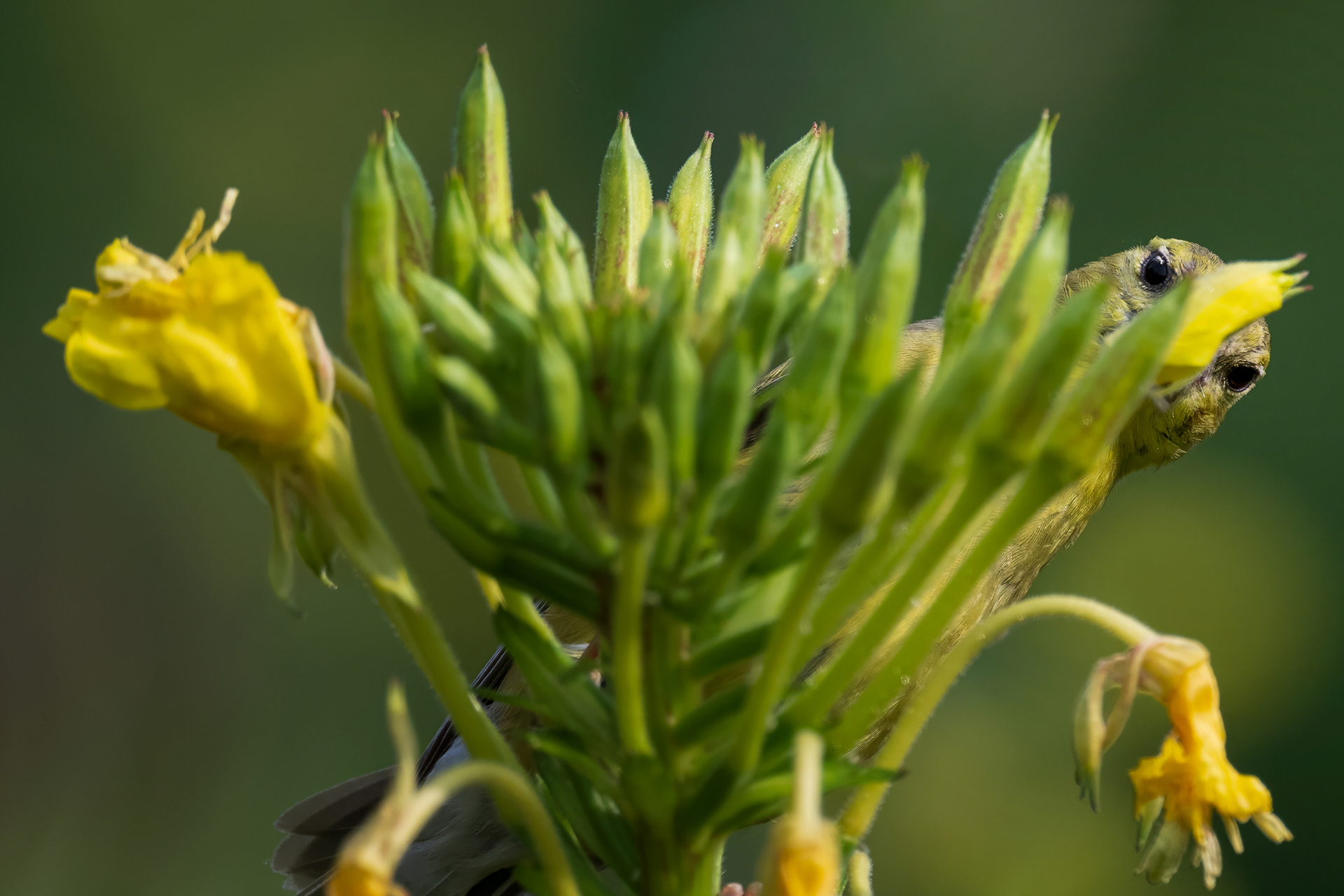 American Goldfinch - RBG