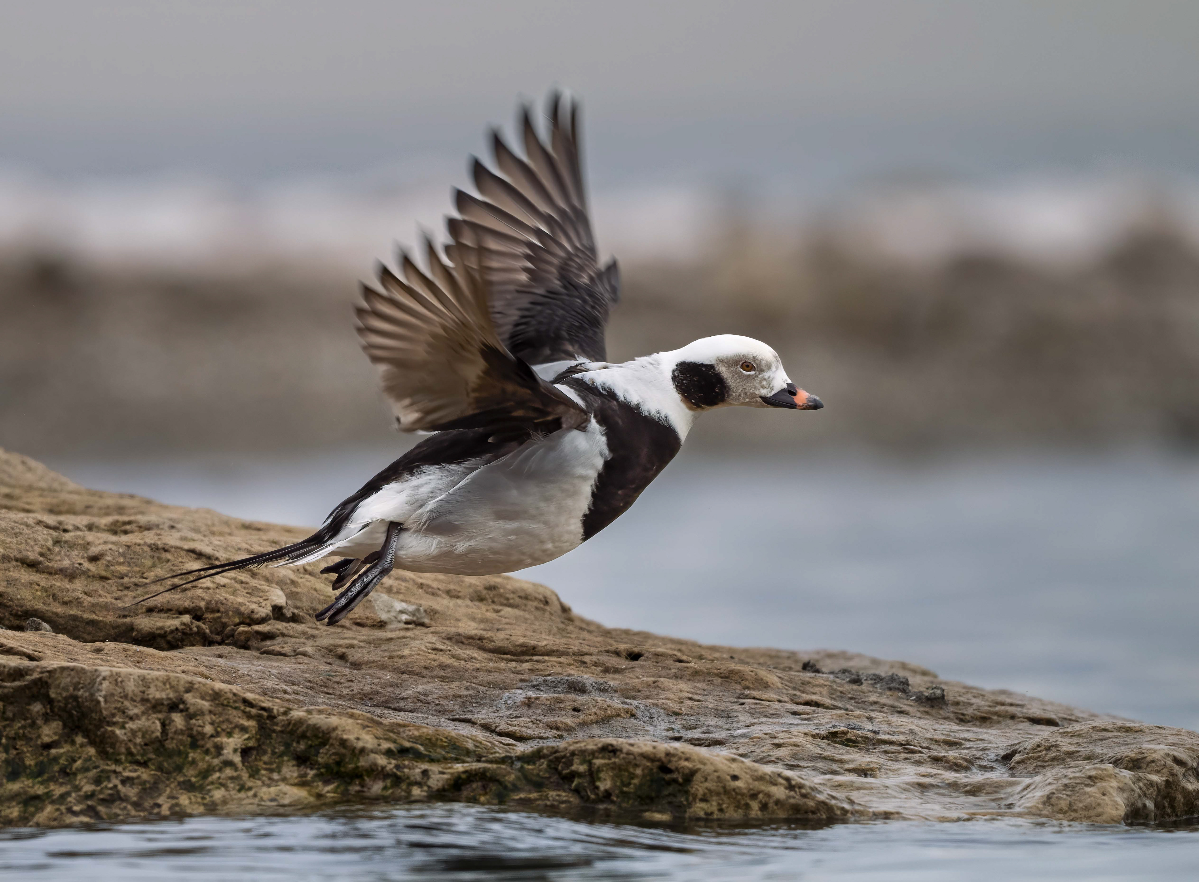 Long-tailed Duck - Oakville