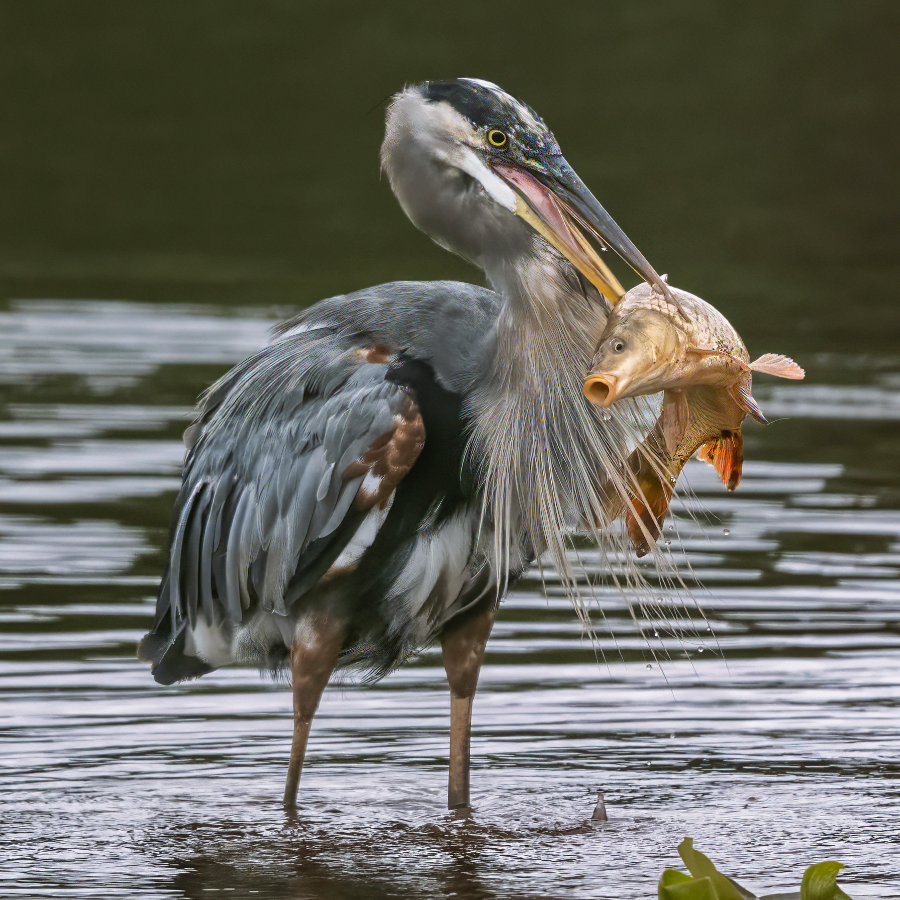 Great Blue Heron - RBG