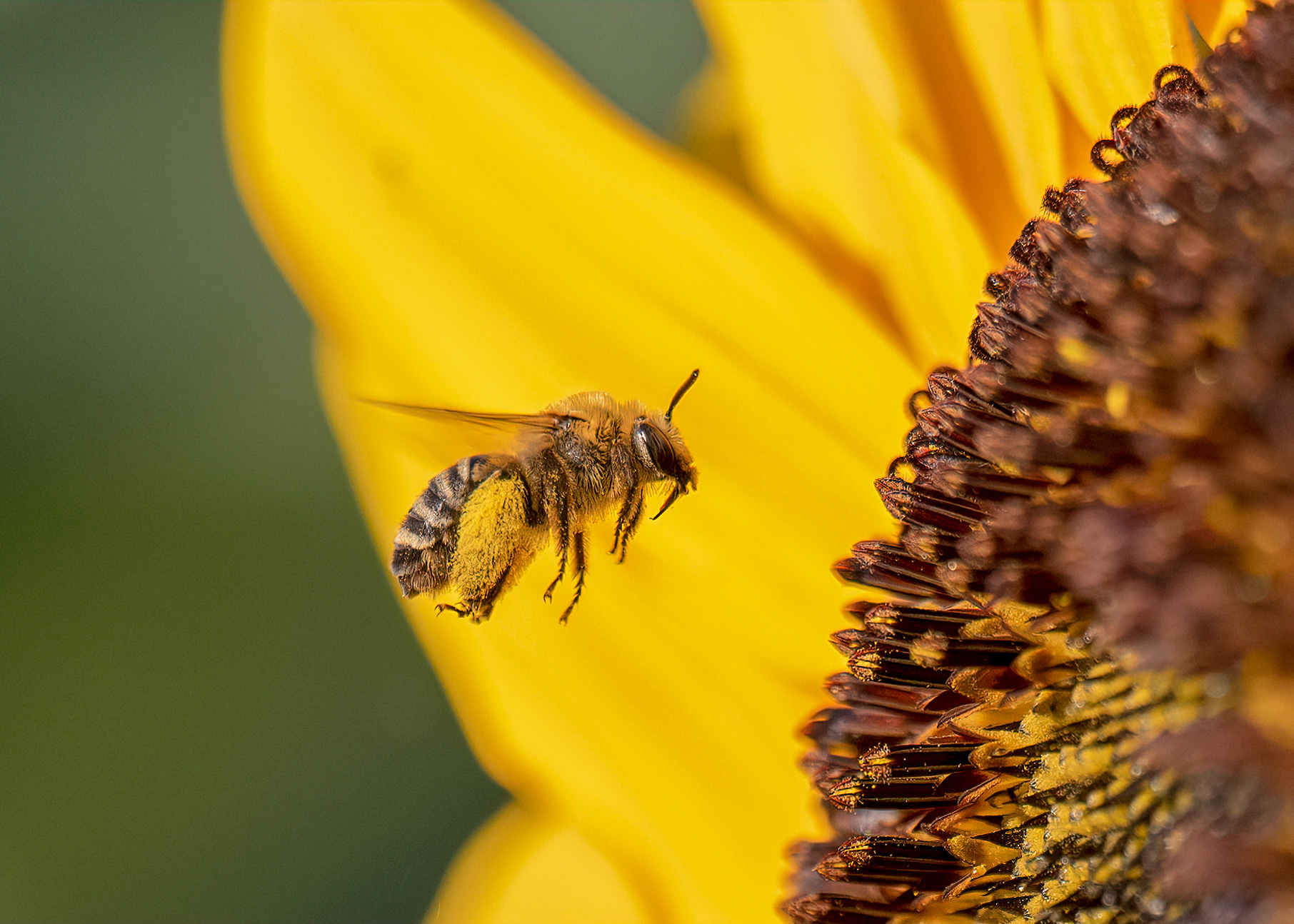 Honey Bee - Burlington