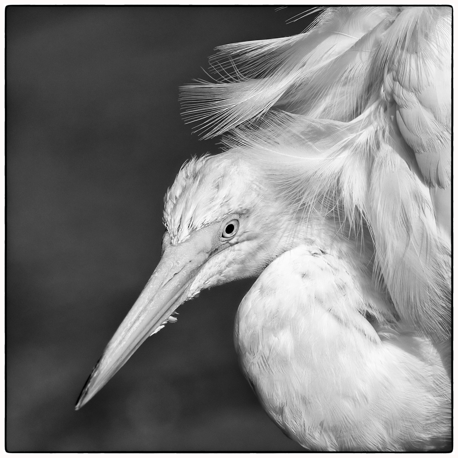 Great White Egret - RBG