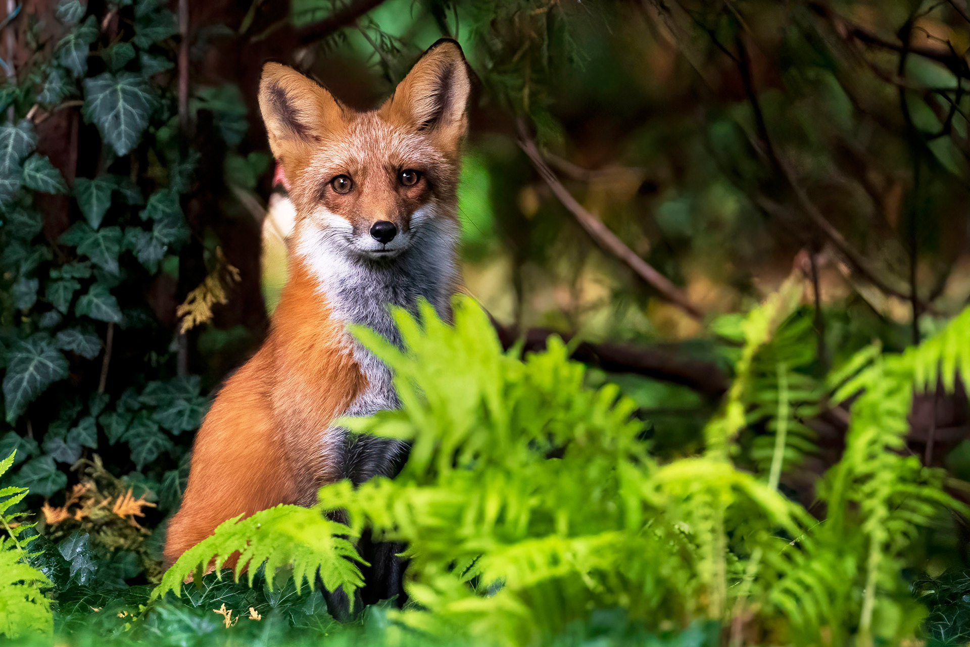 Red Fox - Burlington