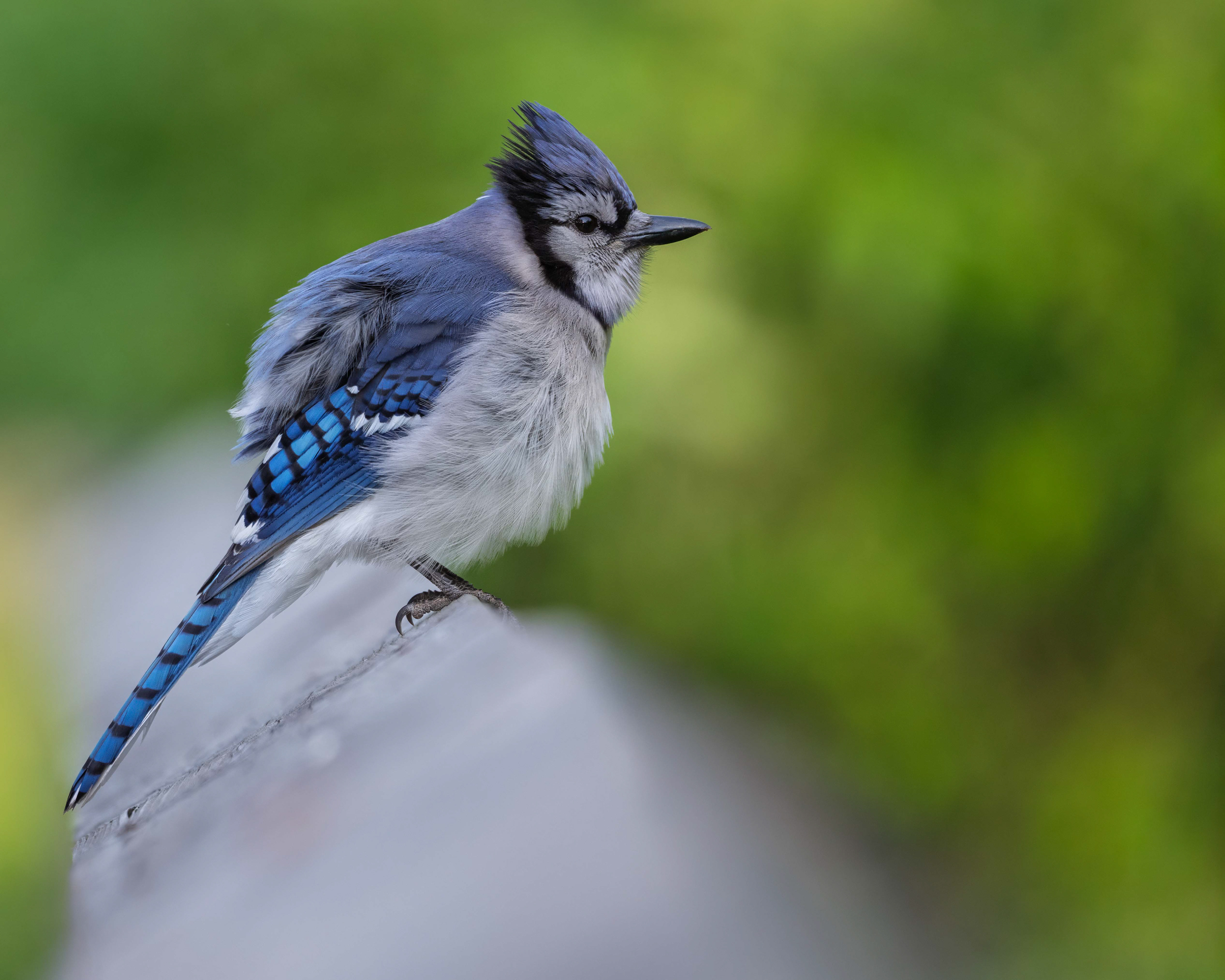 Blue Jay - RBG