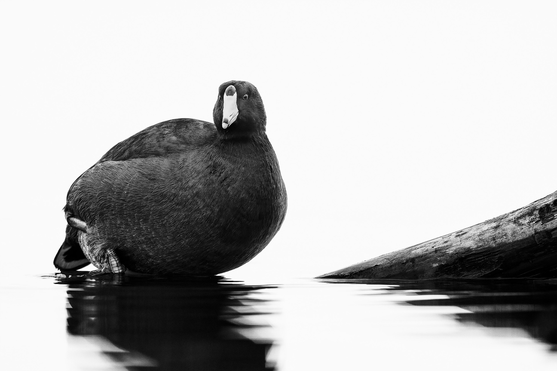 American Coot - Burlington