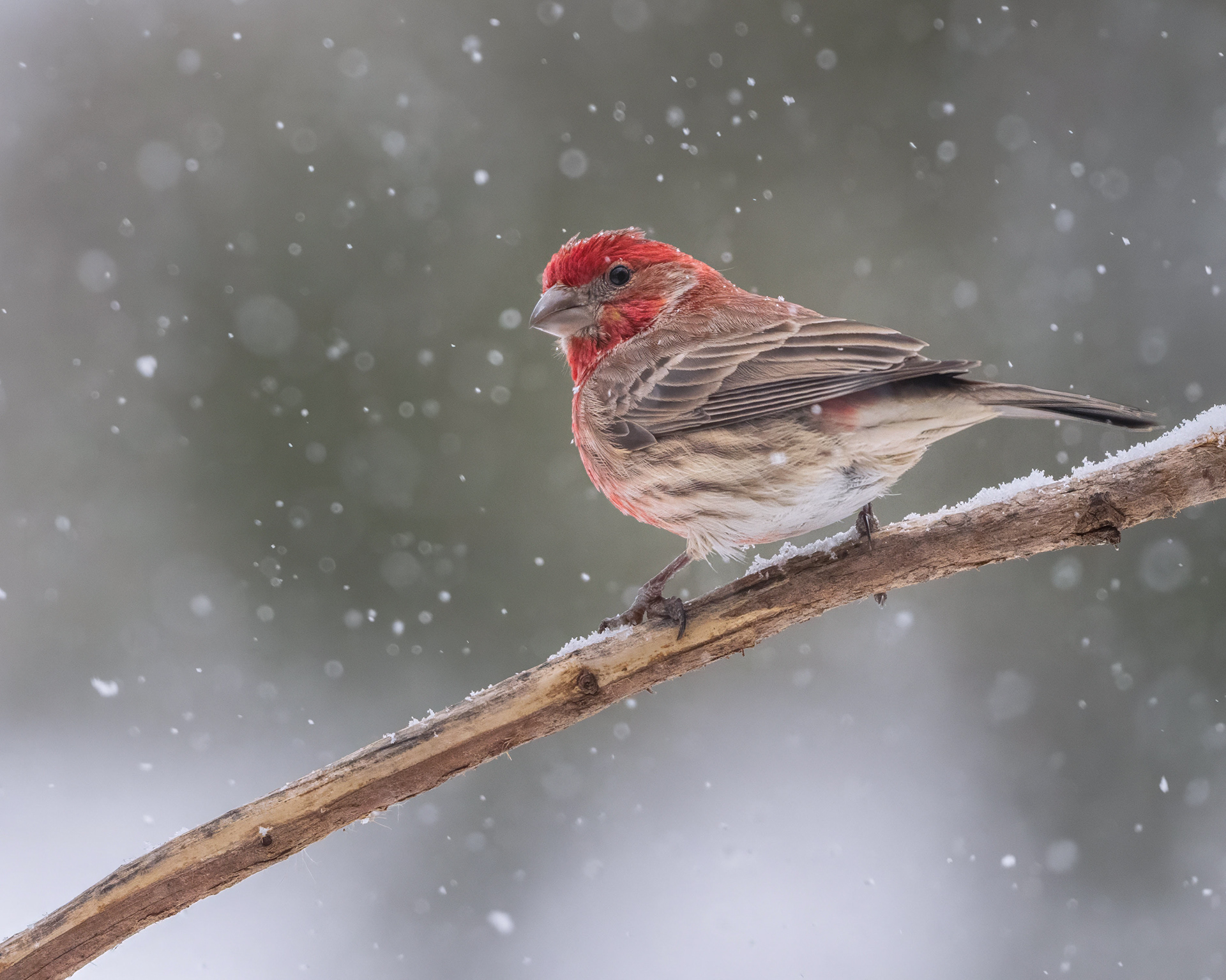 House Finch - Burlington