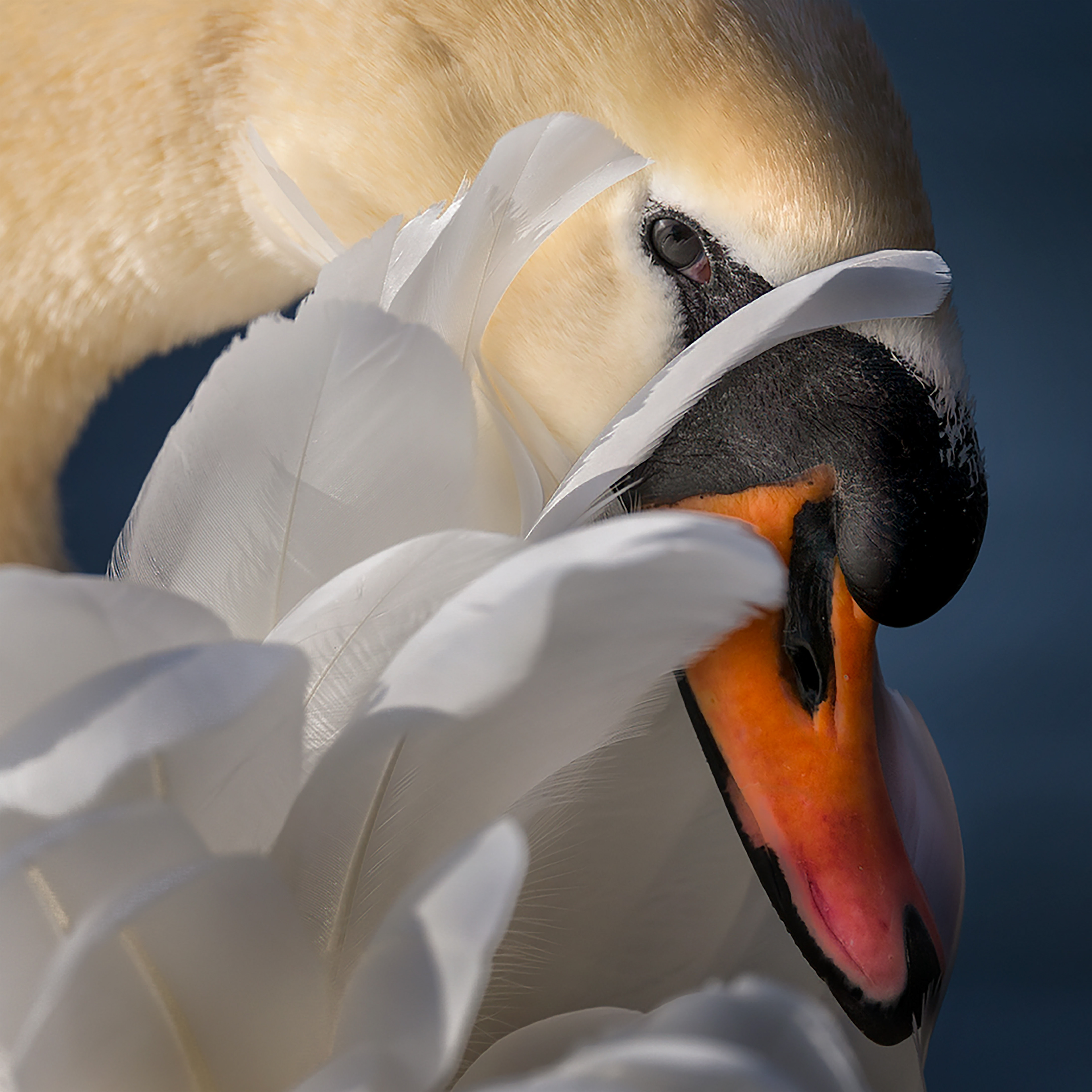 Mute Swan - LaSalle Park