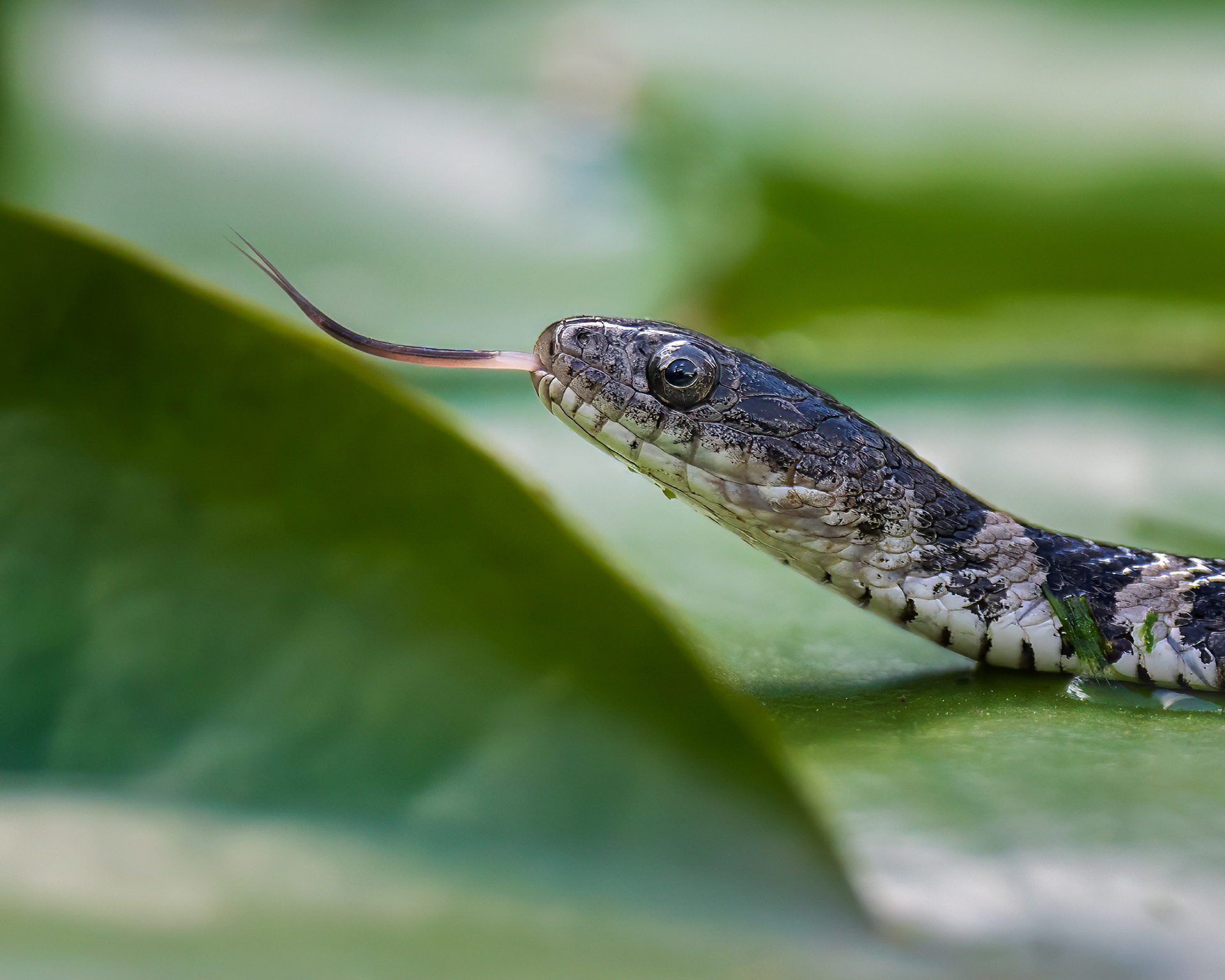 Water Snake - RBG
