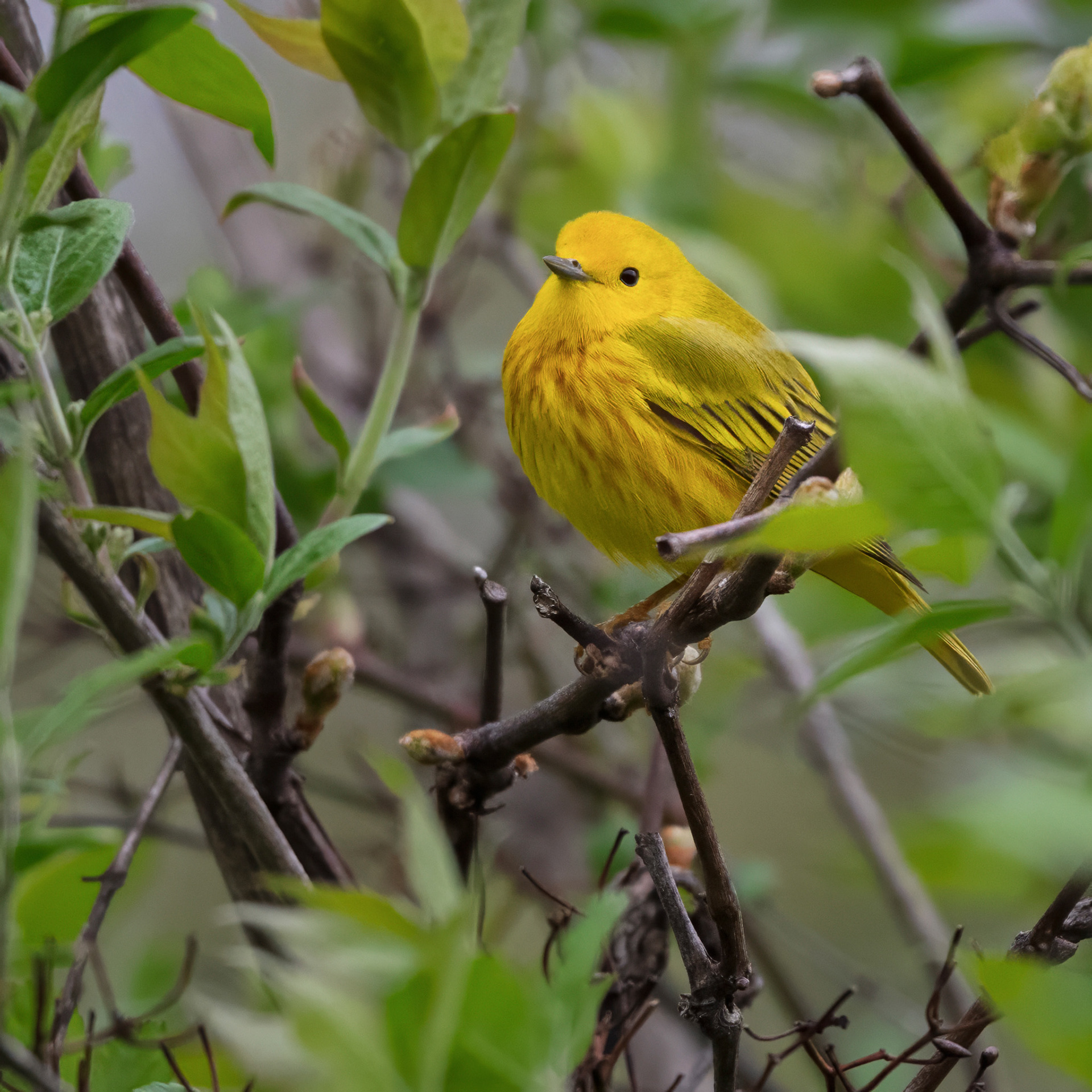 Yellow Warbler - RBG