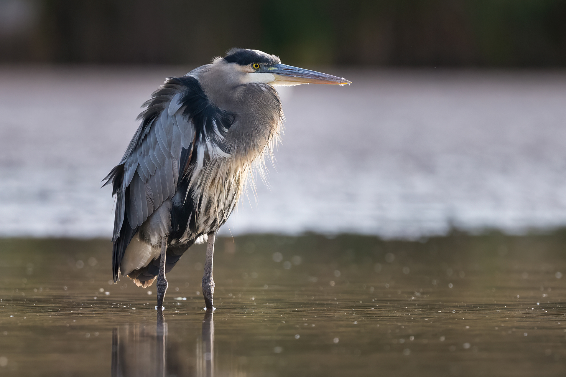 Great Blue Heron - RBG