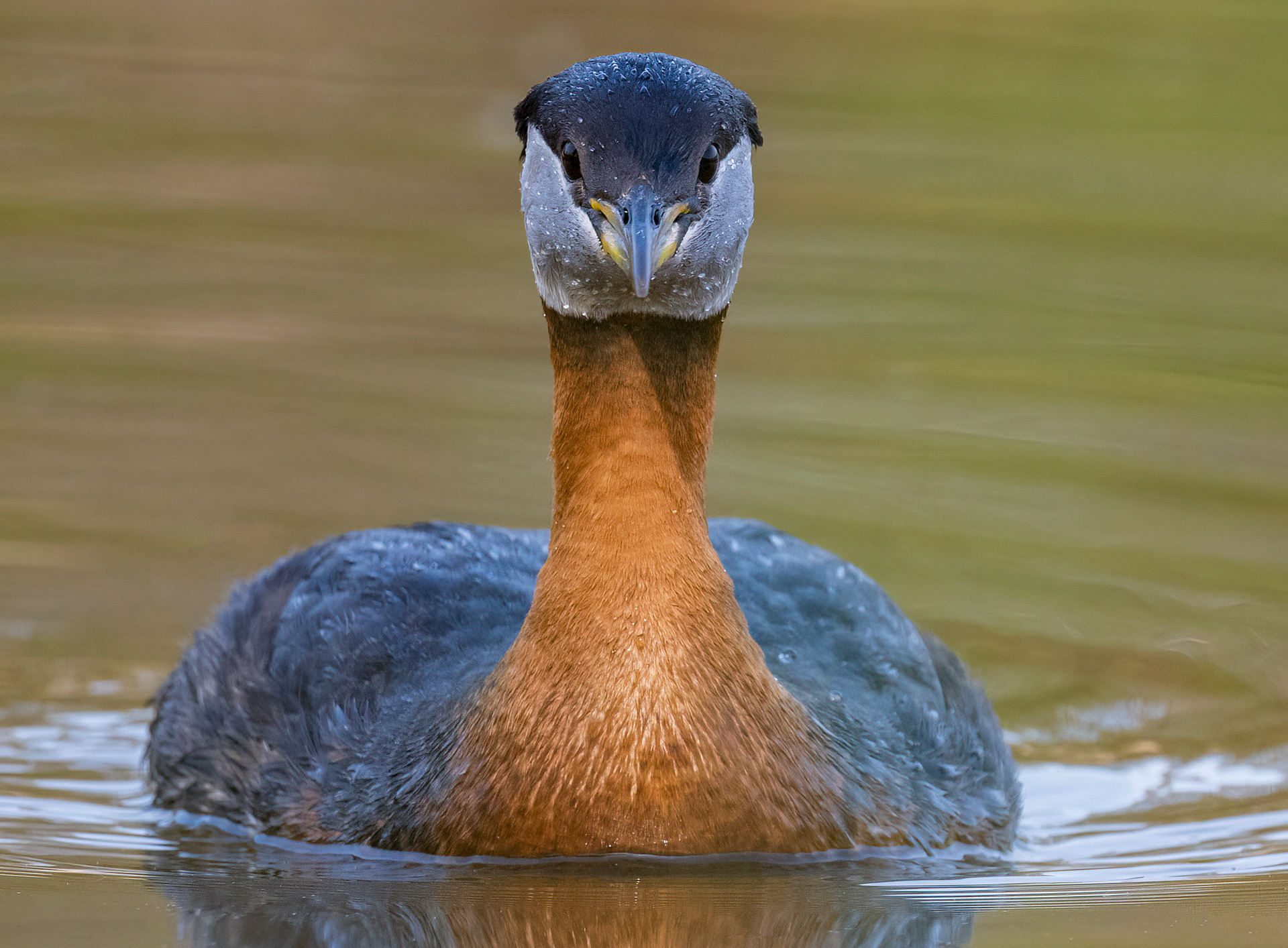 Red-necked Grebe - Oakville