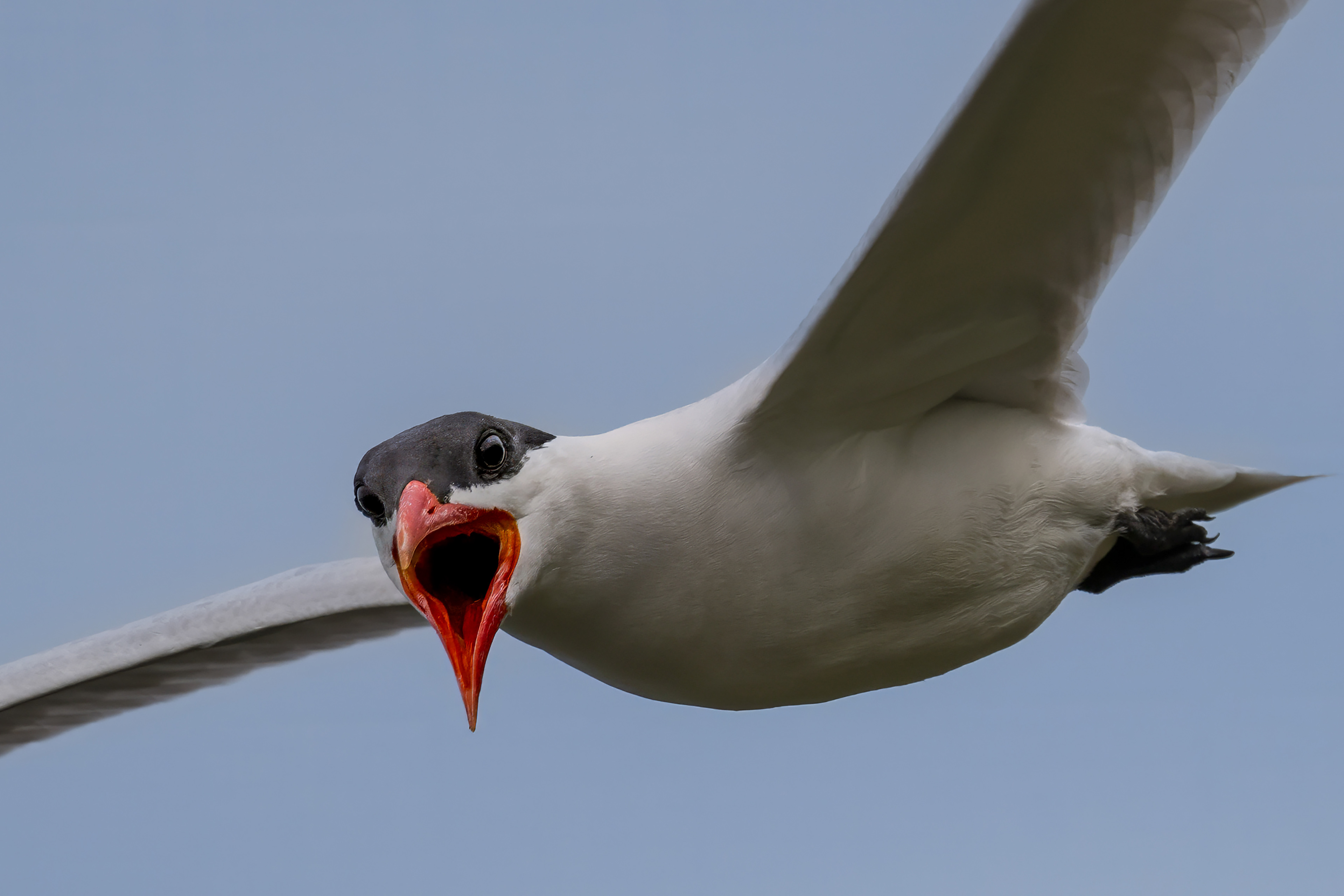 Caspian Tern - Burlington