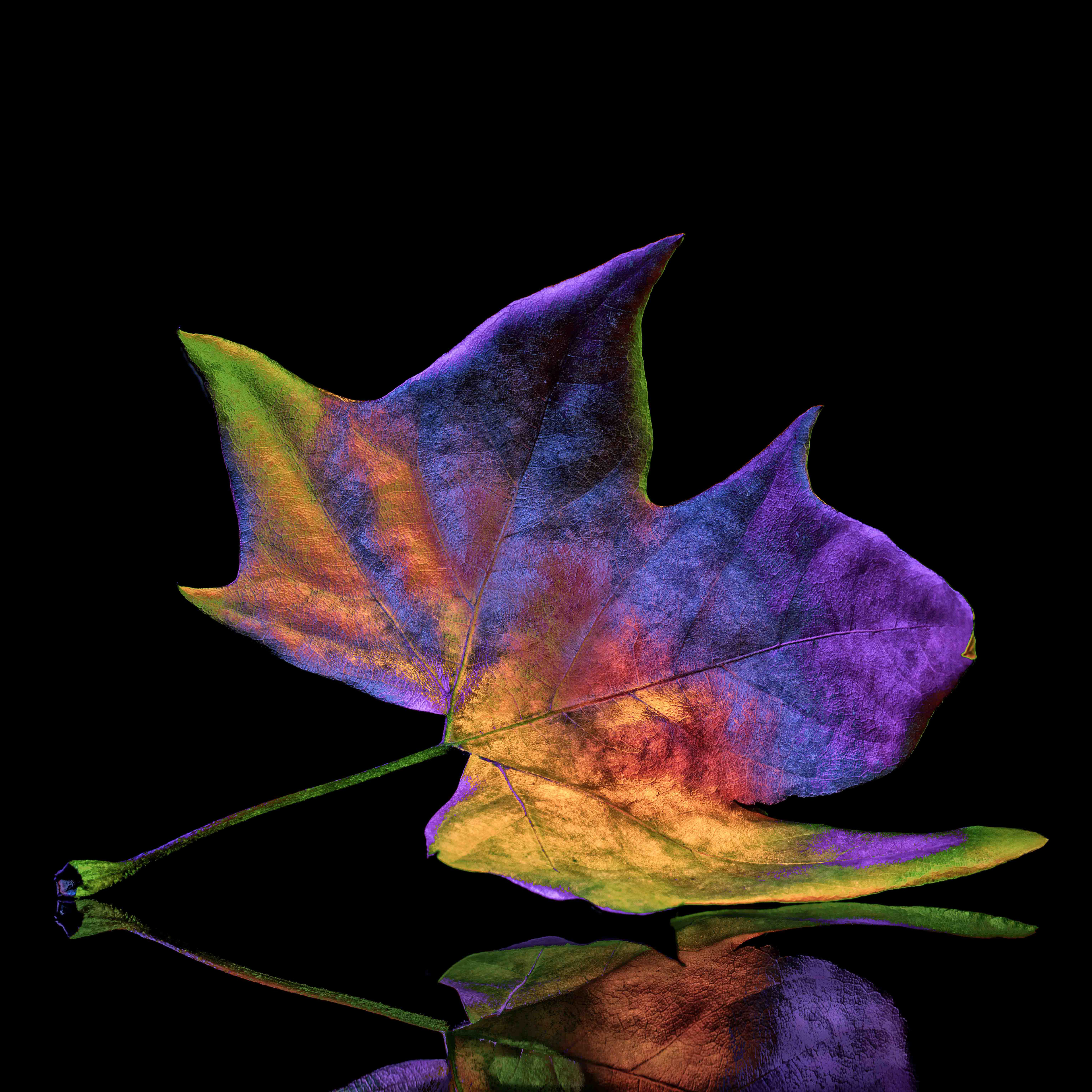 Light Painting Leaf