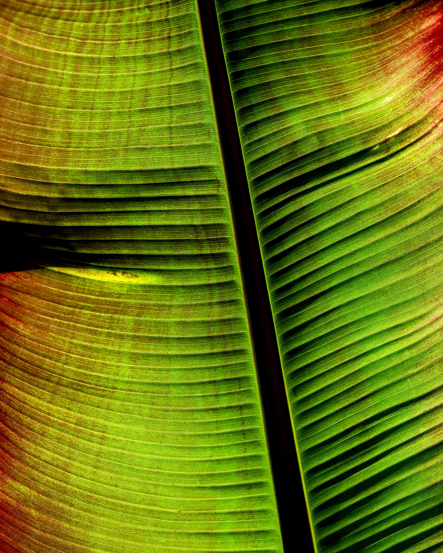 Palm Leaf - RBG