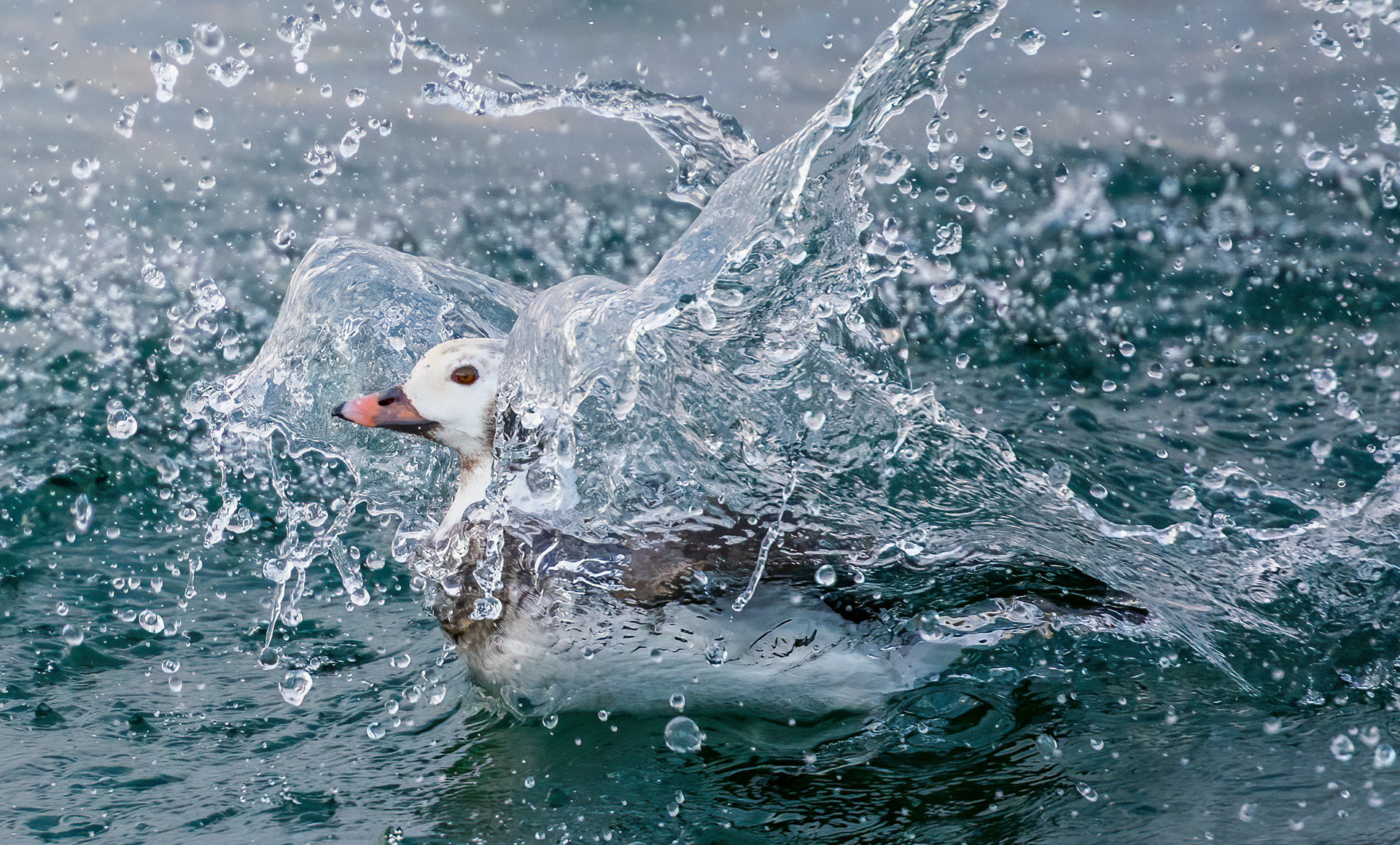 Long-tailed Duck - Burlington