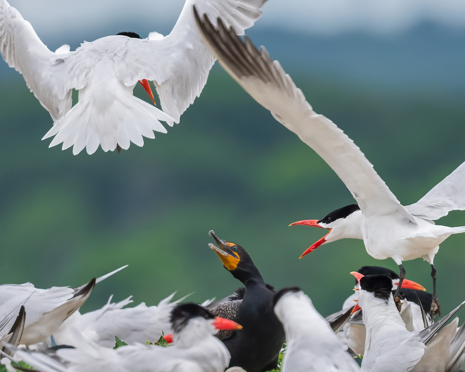 Caspian Terns - Burlington
