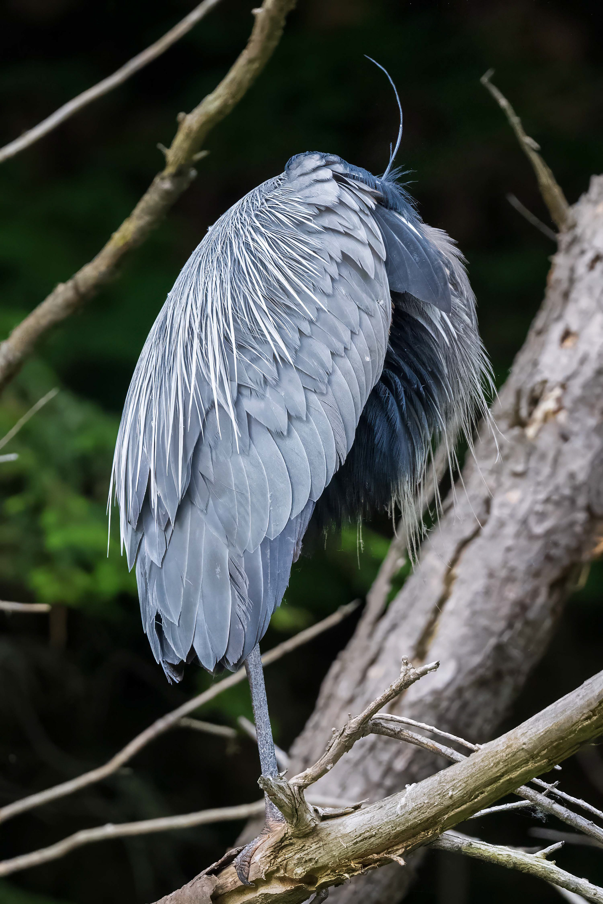 Great Blue Heron - Oakville