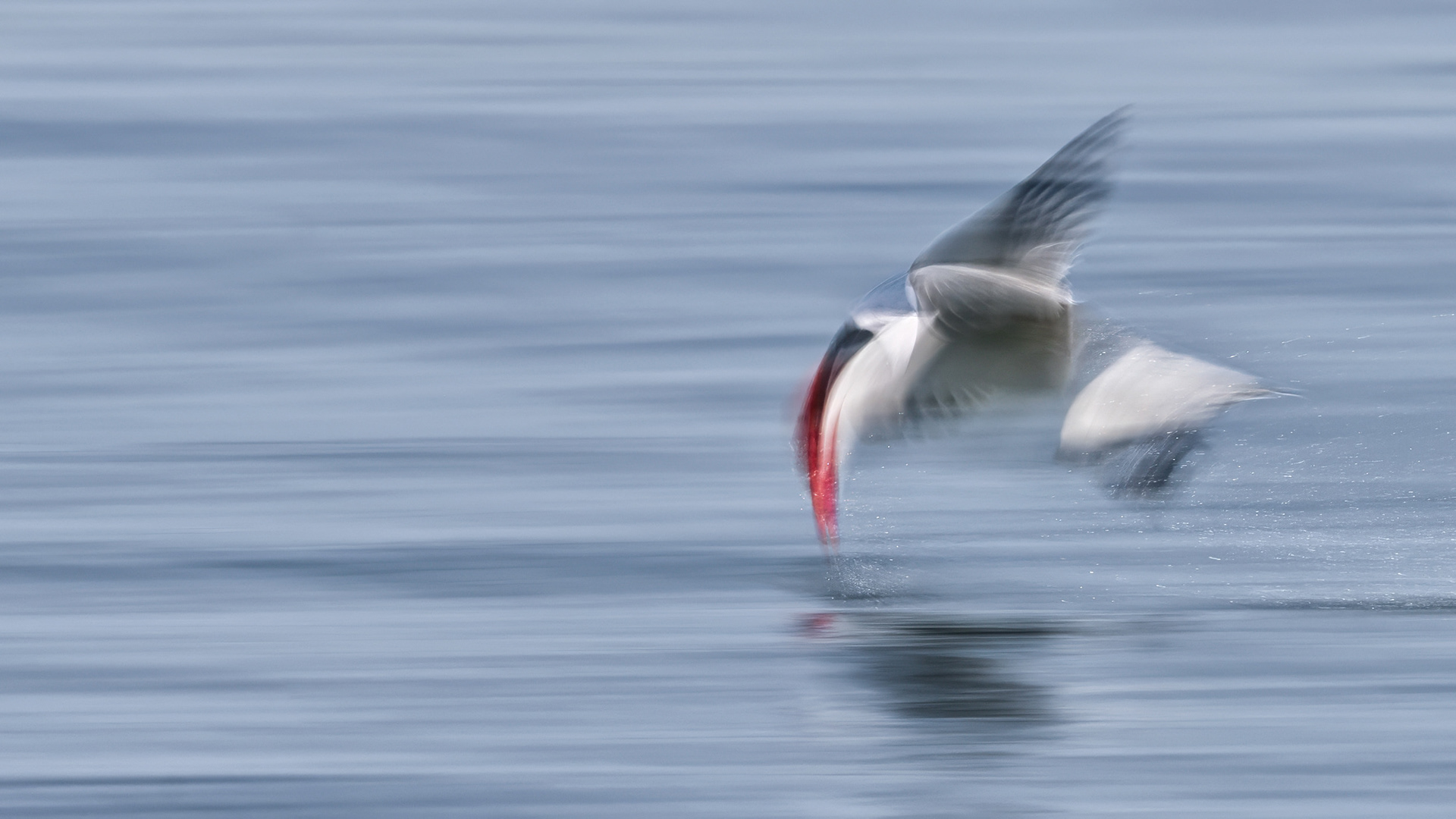Caspian Tern - Burlington