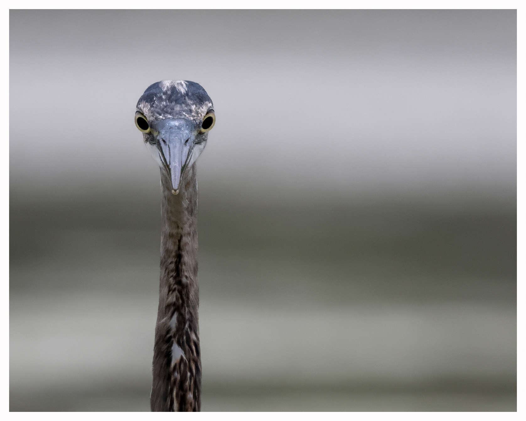 Great Blue Heron - RBG