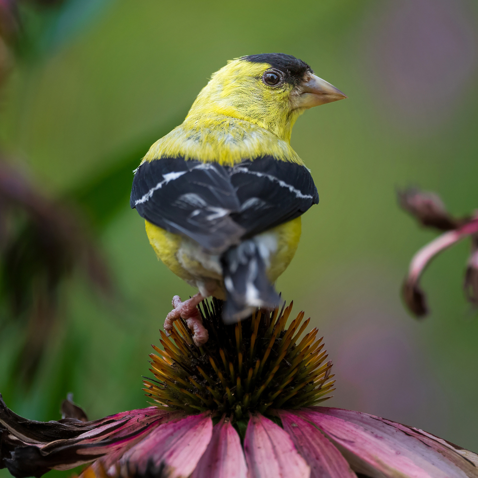 American Goldfinch RBG