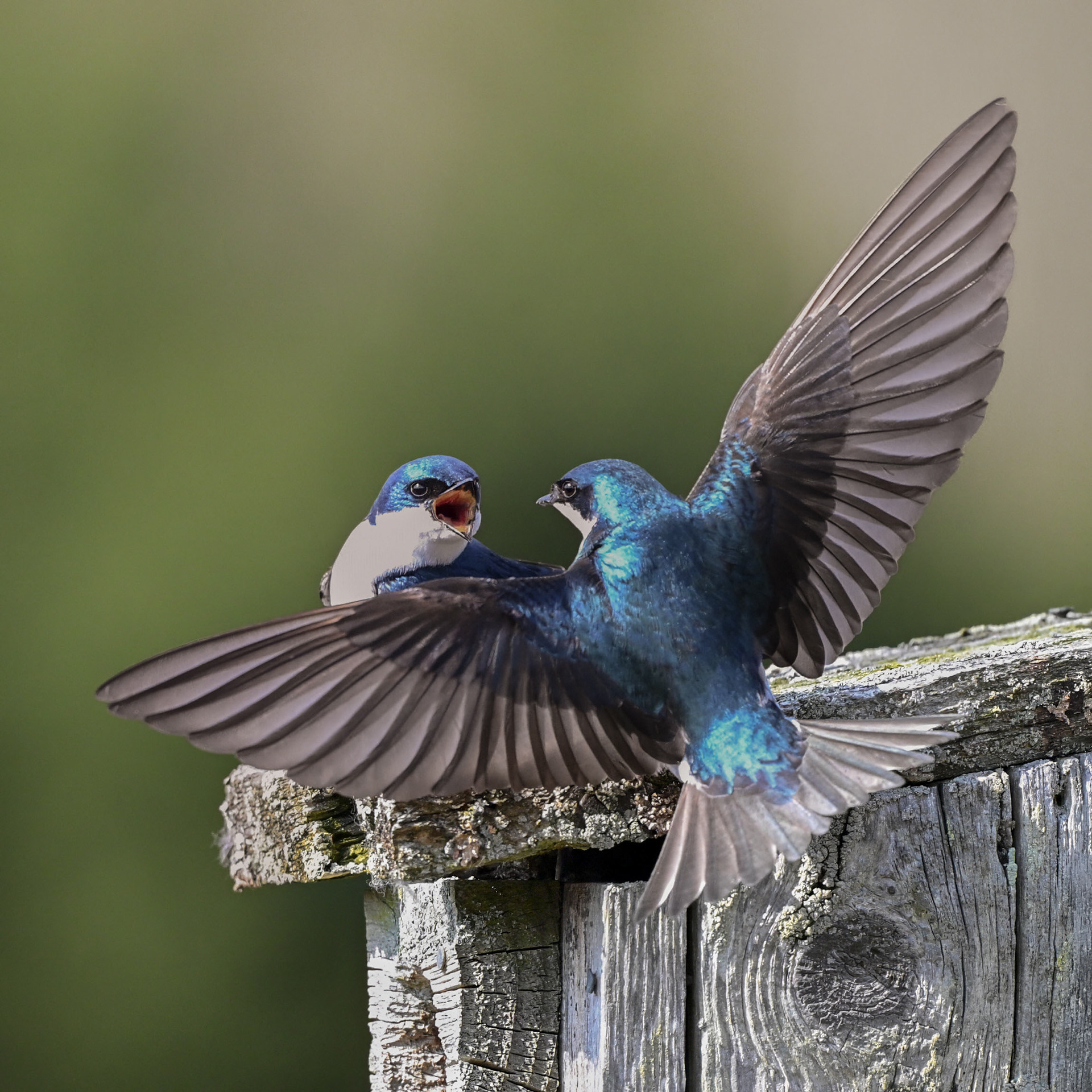 Tree Swallows - RBG