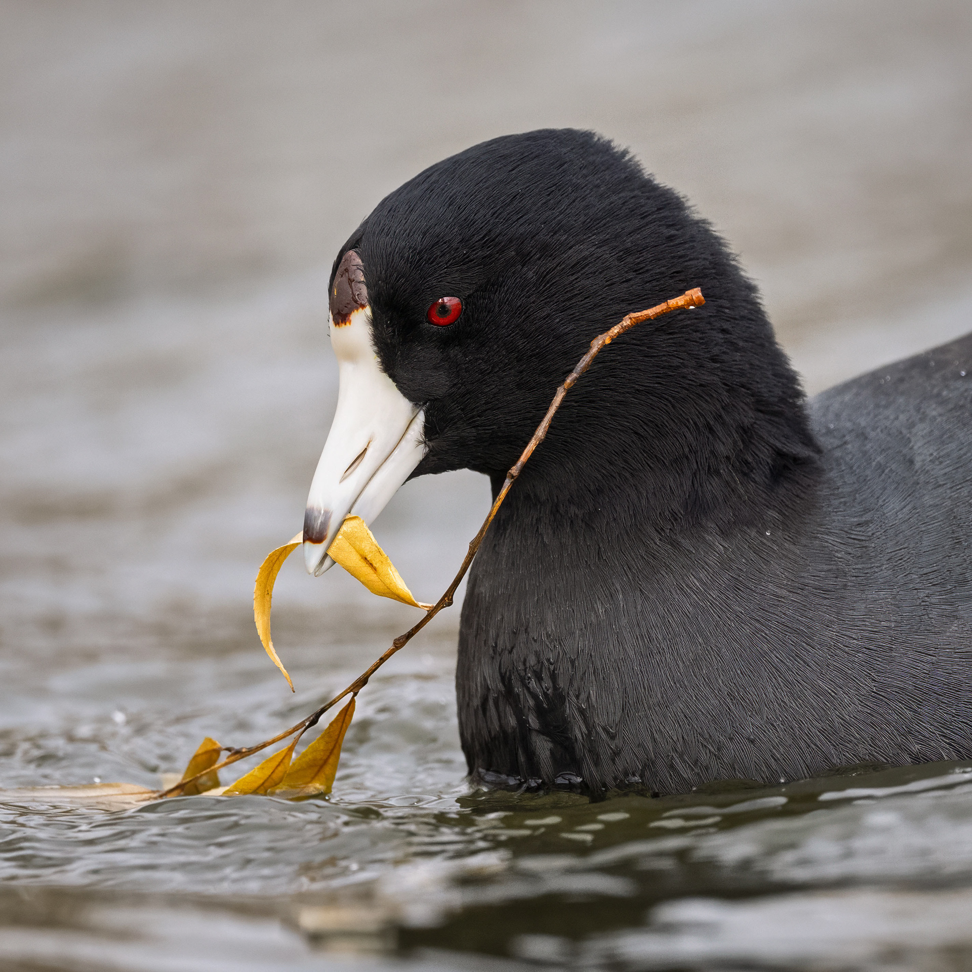 American Coot - LaSalle Park
