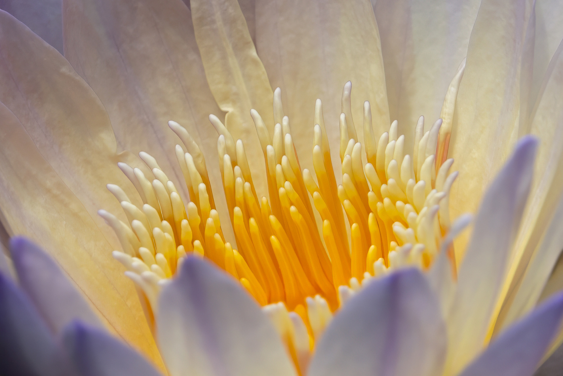Water Lily - RBG