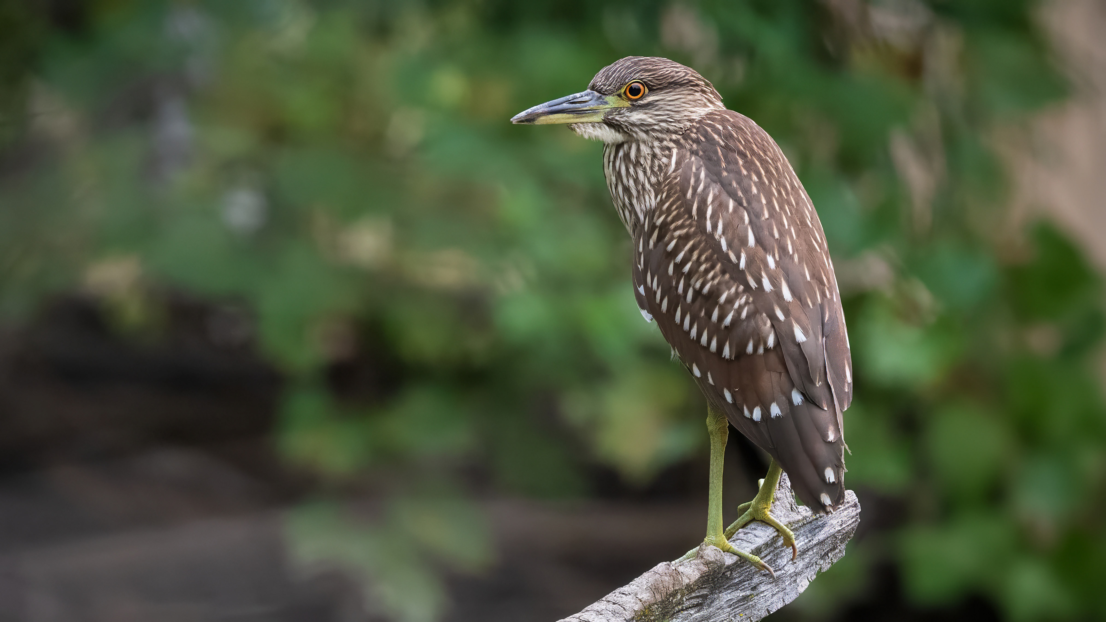 Black-crowned Night Heron (juvenile) - RBG