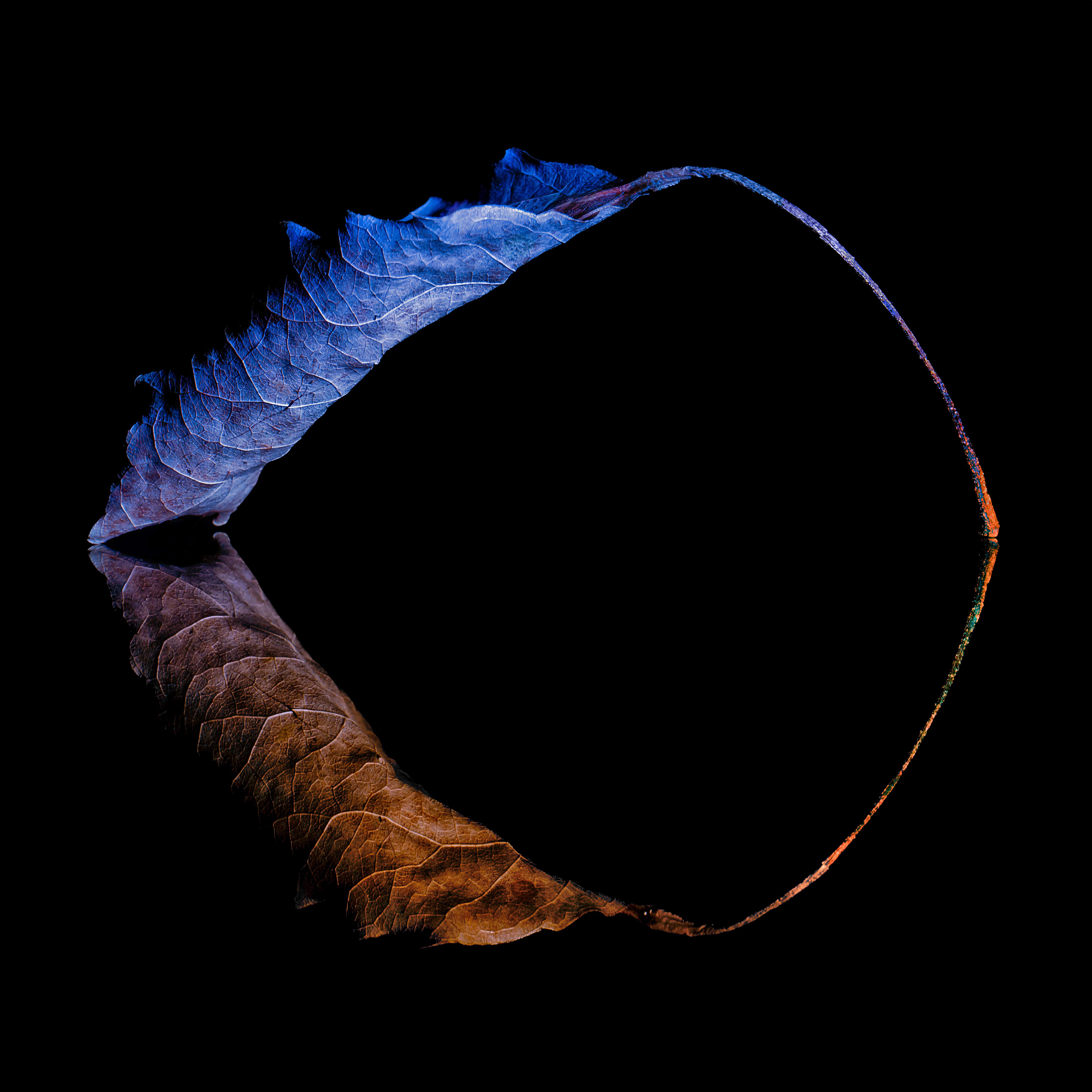Light Painting Leaf