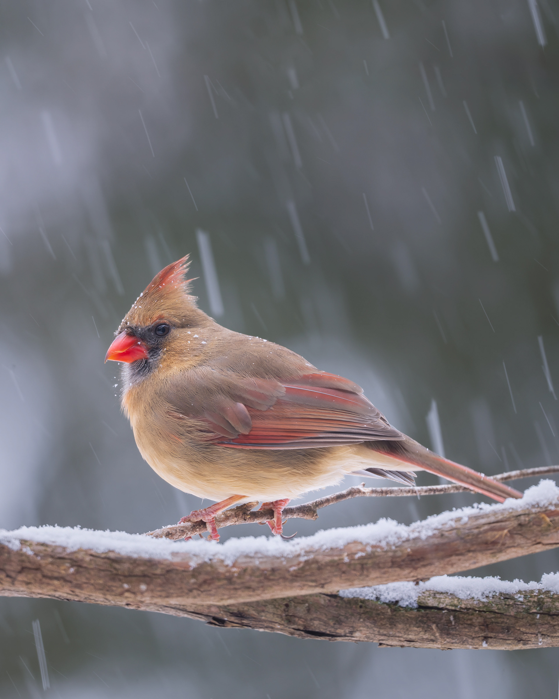 Northern Cardinal (female) - Burlington