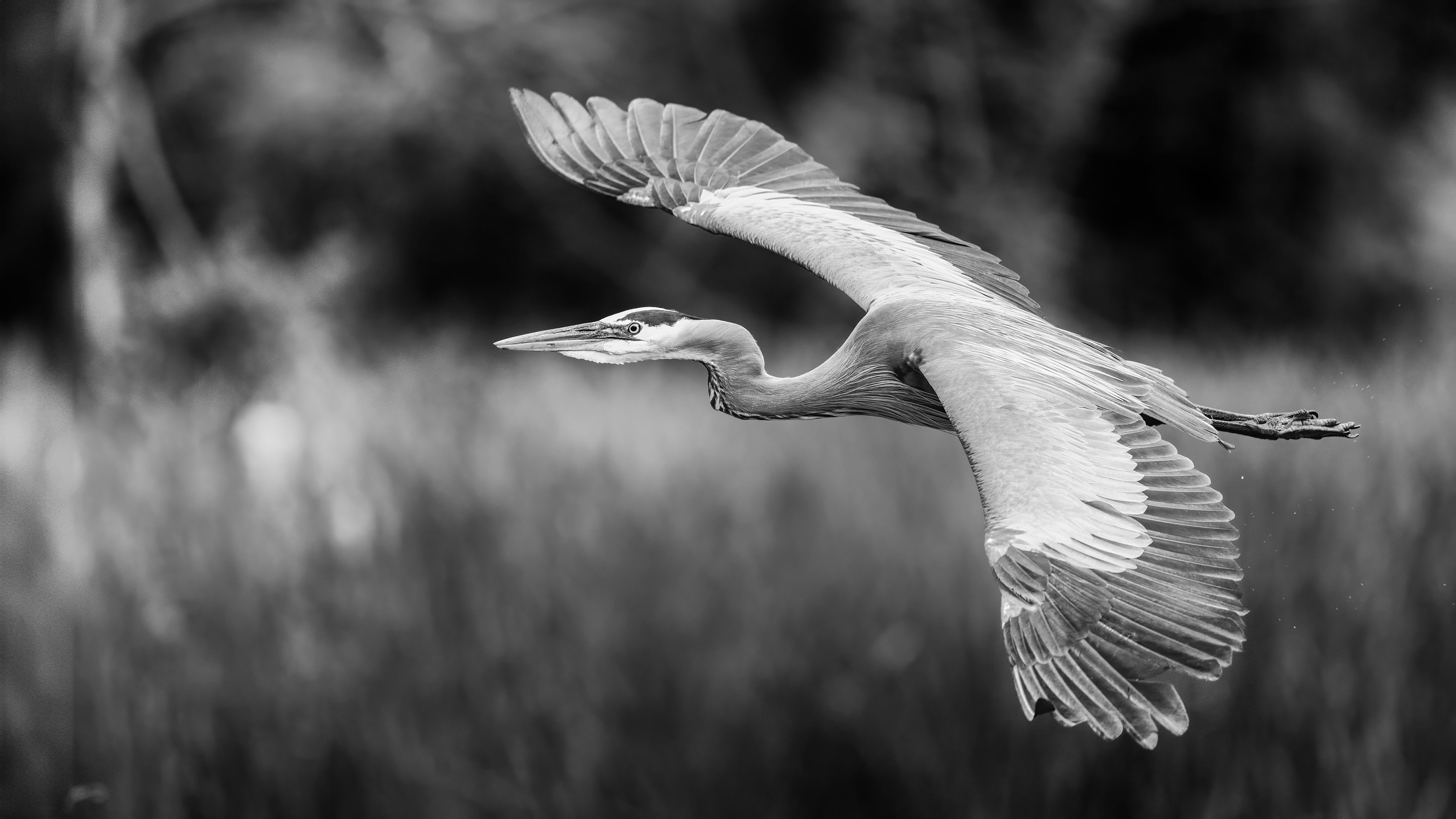 Great Blue Heron - Oakville