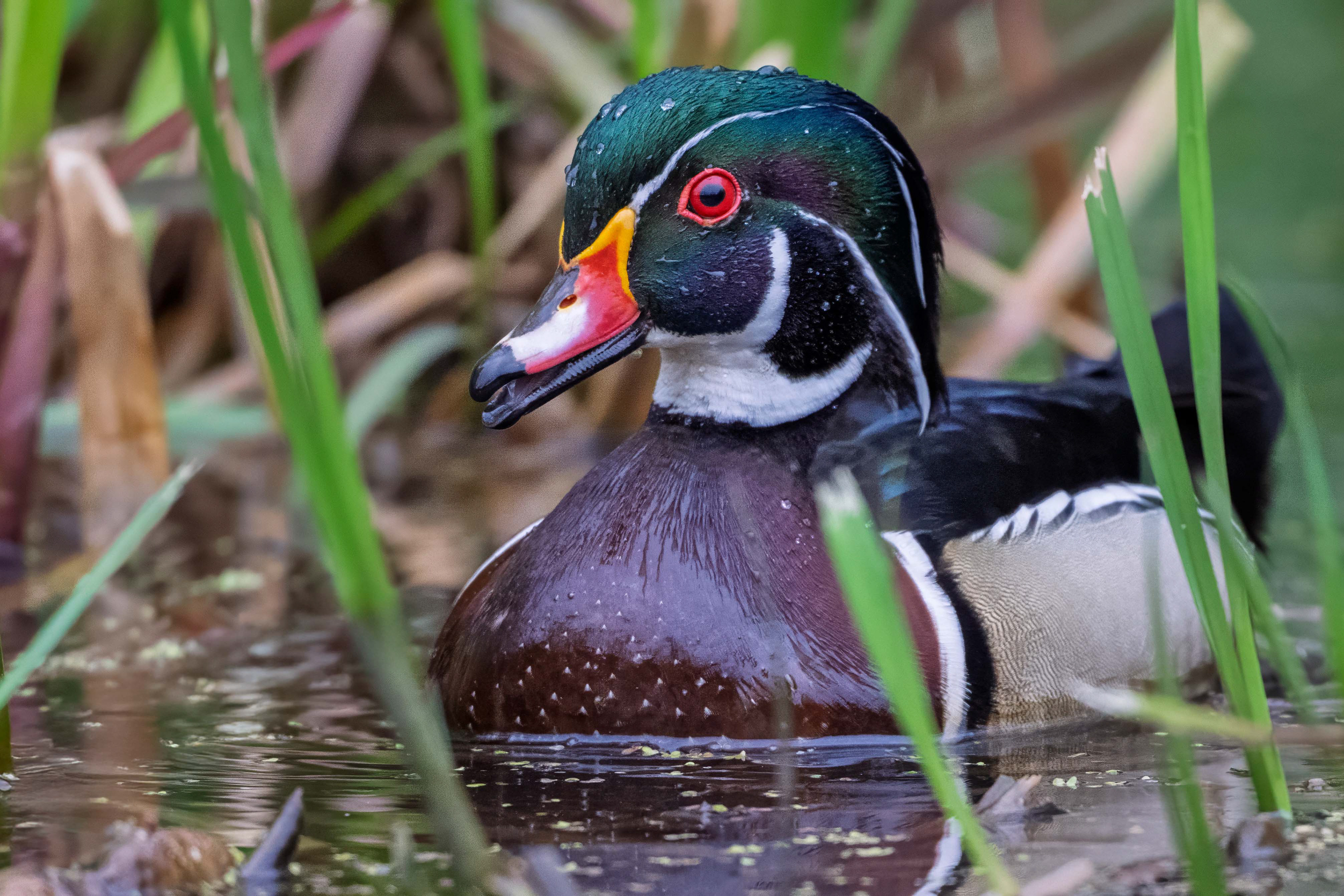 Wood Duck (male) - RBG