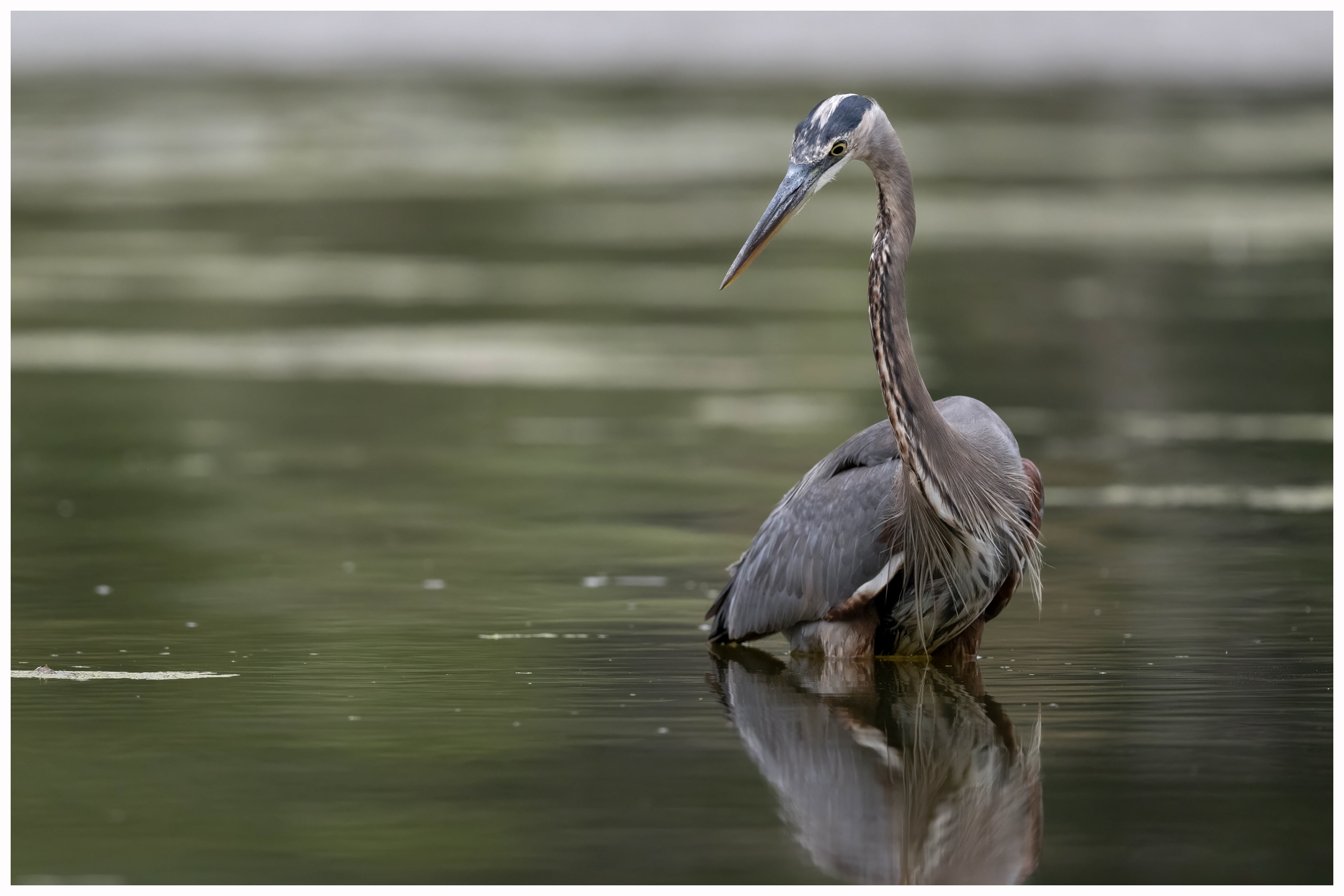 Great Blue Heron - RBG