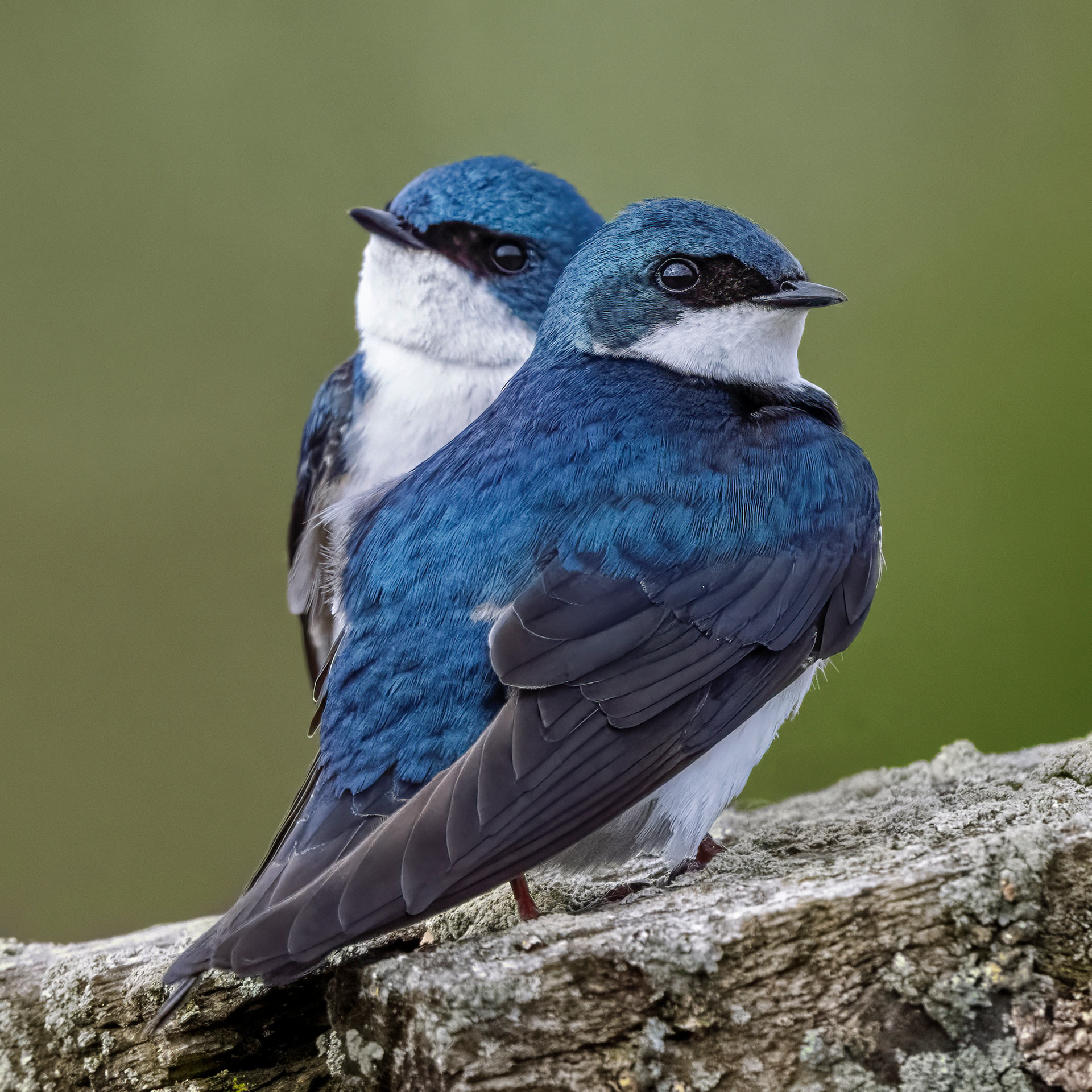 Tree Swallows - RBG