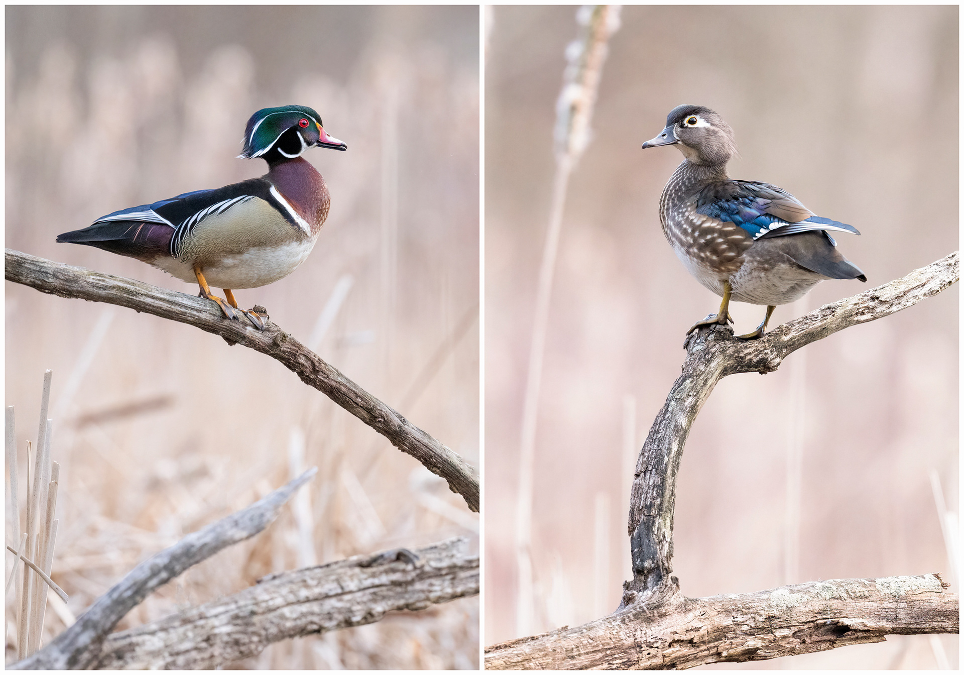 Wood Duck Collage