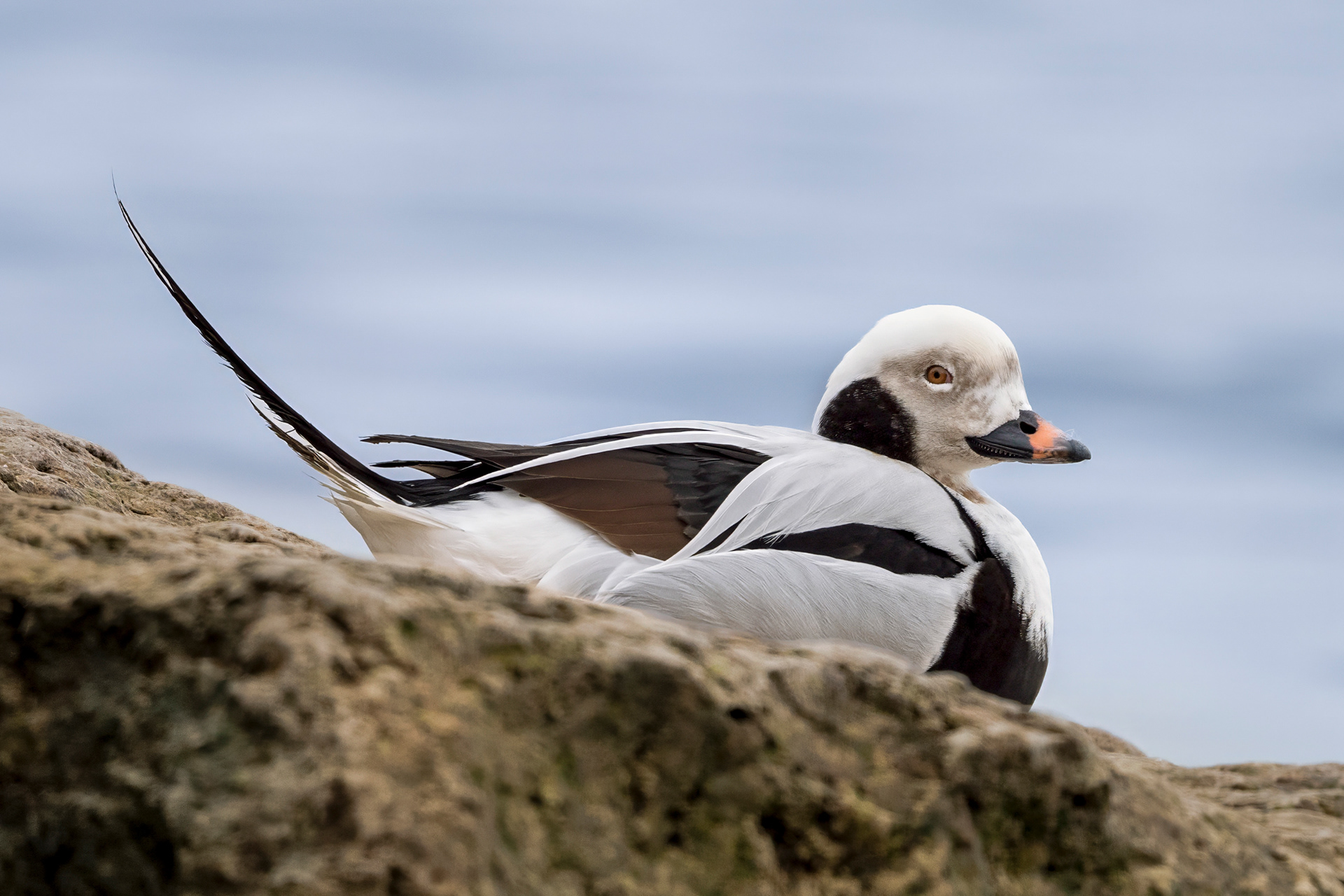 Long-tailed Duck - Oakville