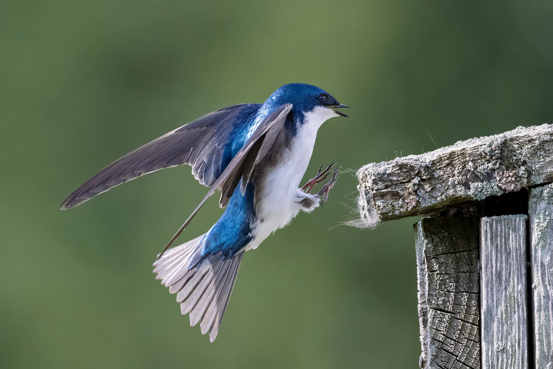 Tree Swallow - RBG