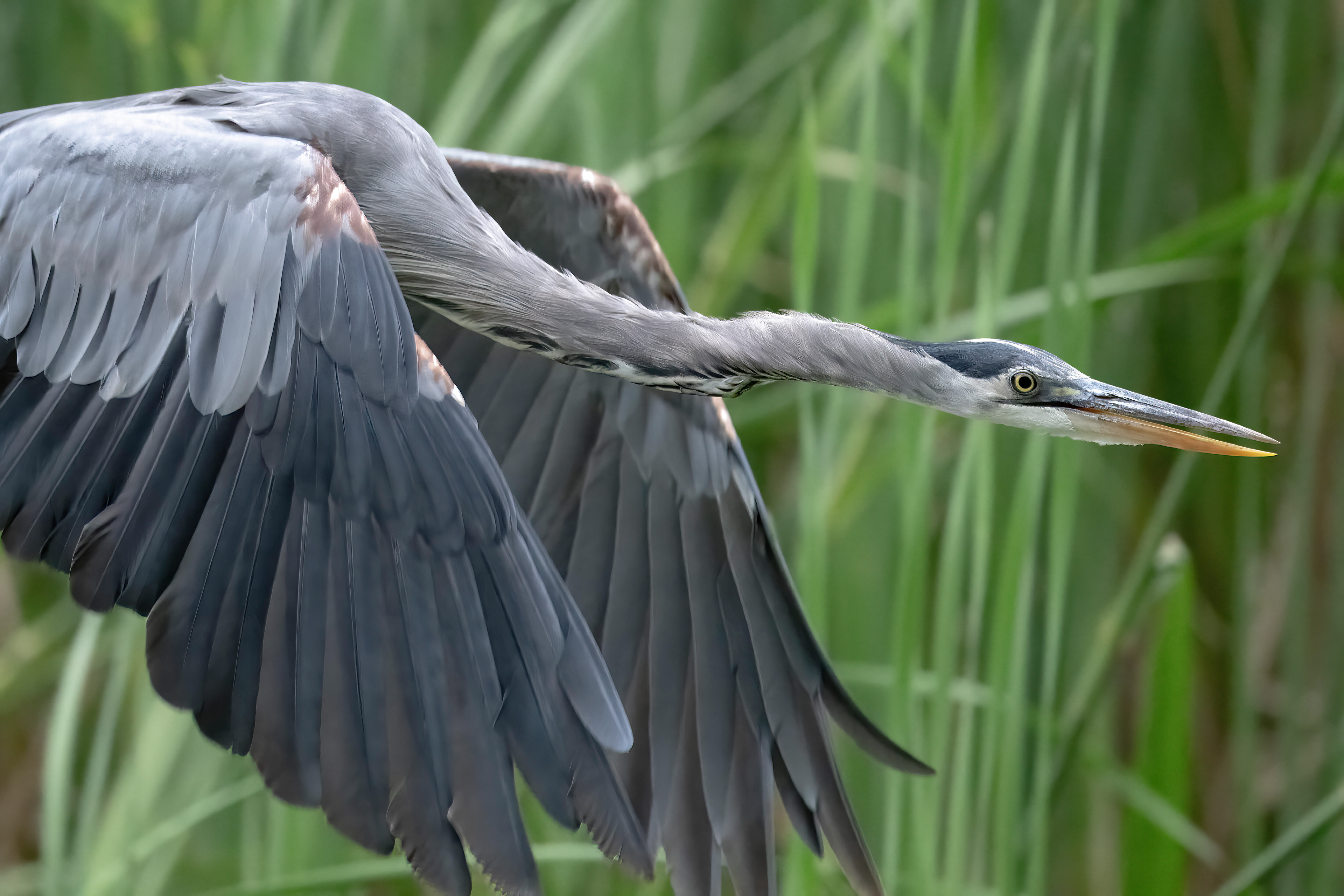 Great Blue Heron - RBG