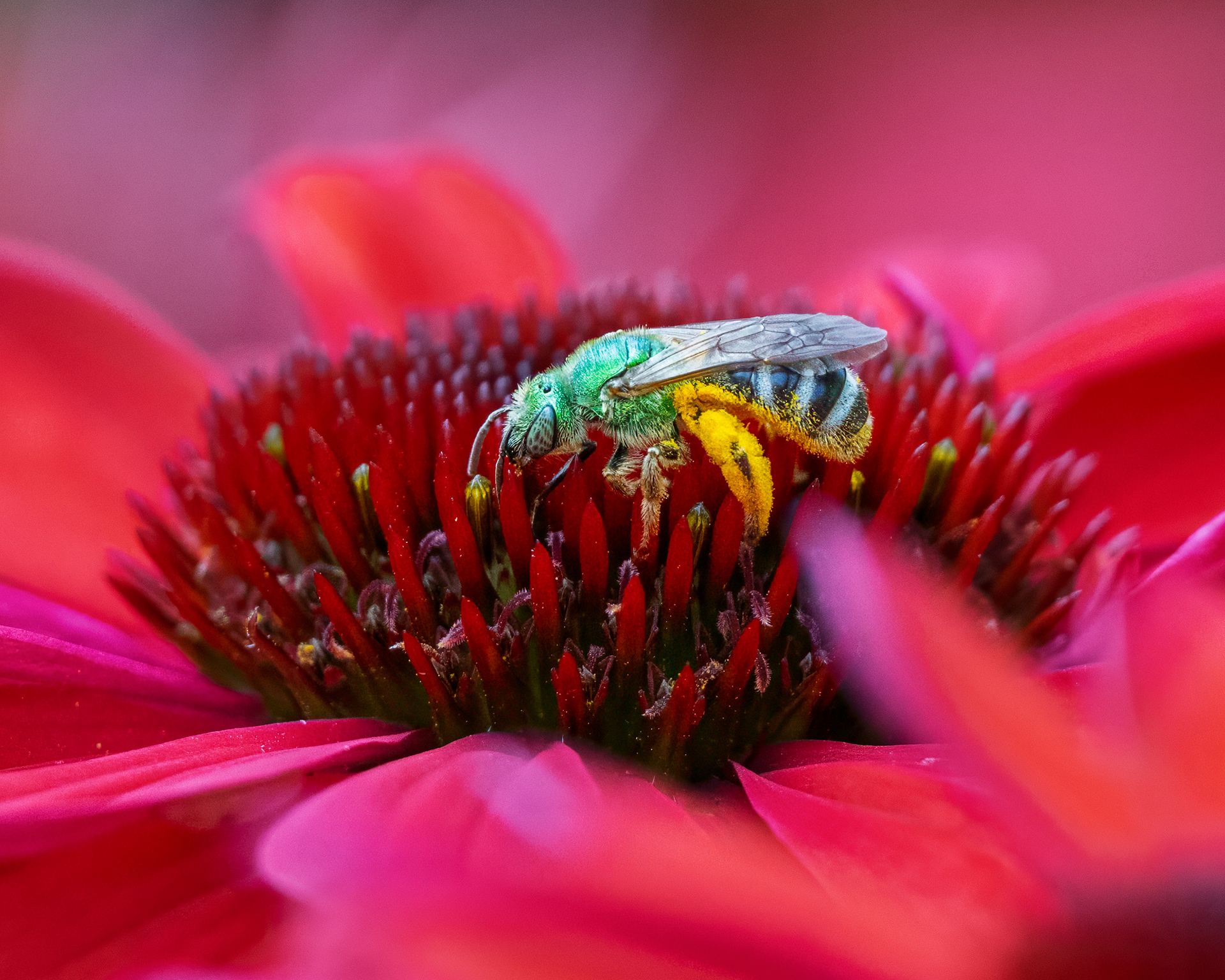 Sweat Bee - RBG