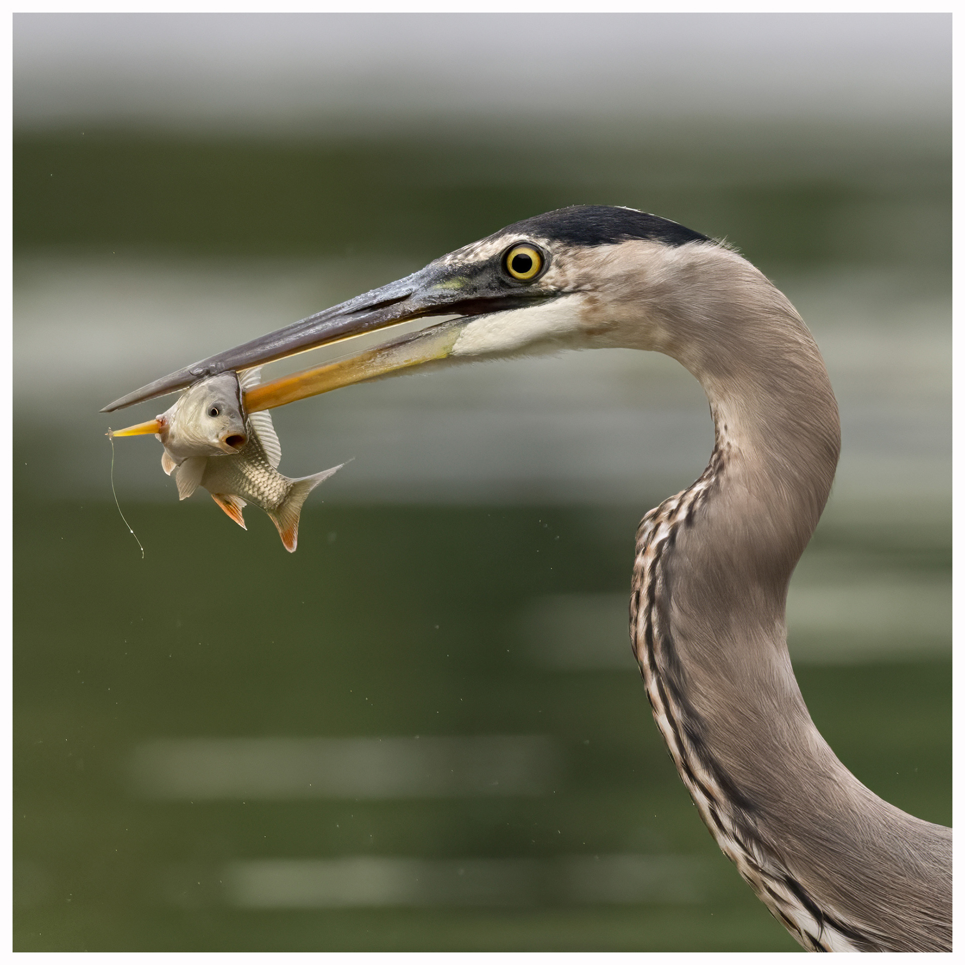 Great Blue Heron - RBG