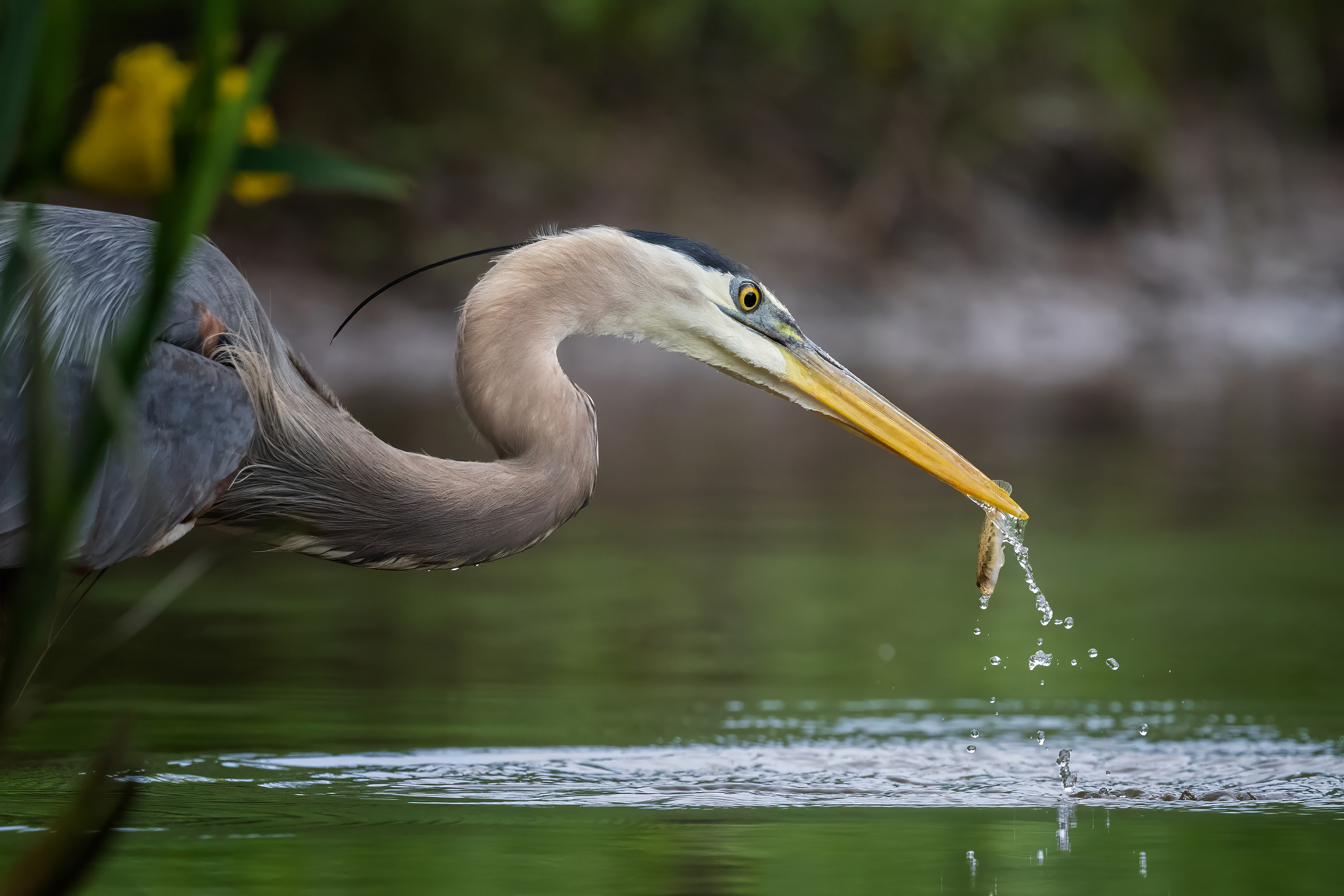 Great Blue Heron - Oakville